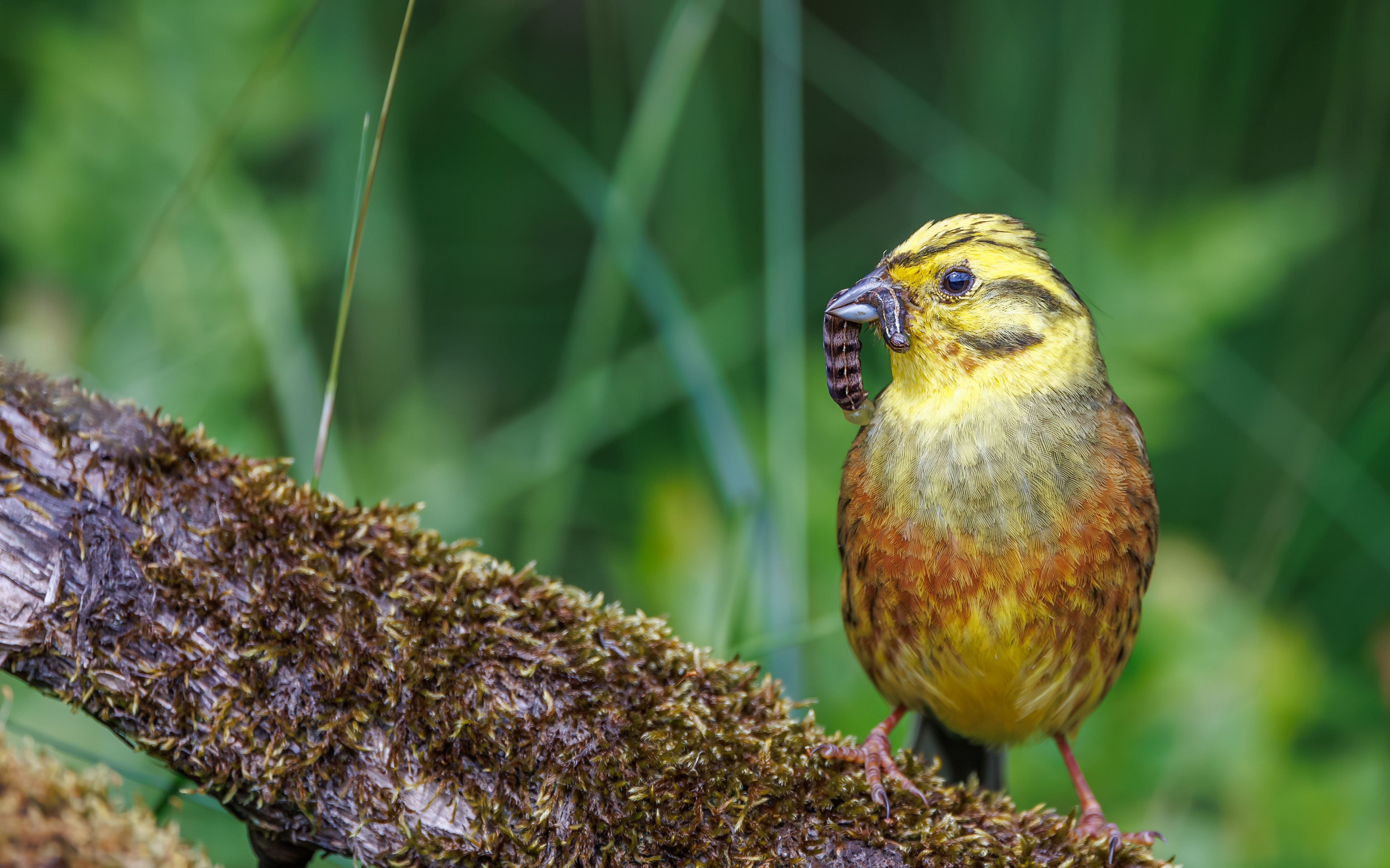 Ynglende gulspurv i Rebild Bakker