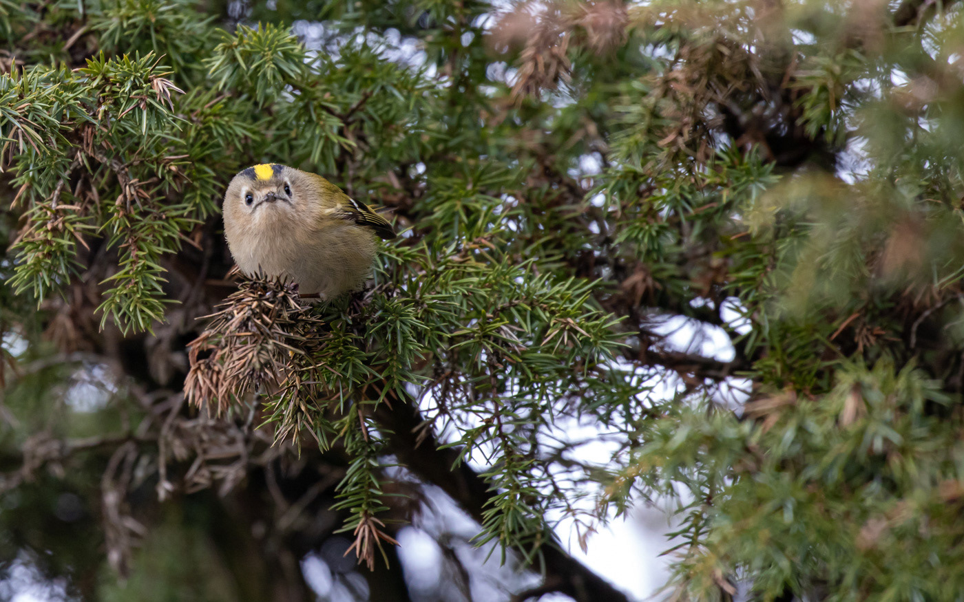 Fuglekonge i Rebild Bakker