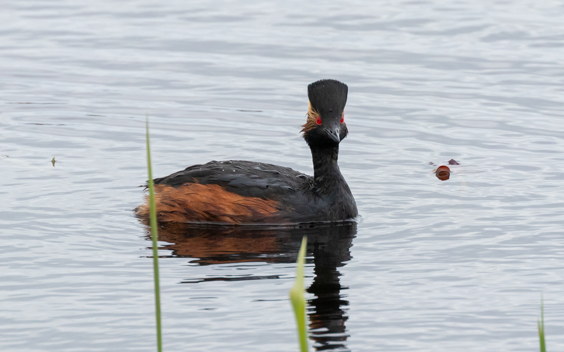 Sorthalset lappedykker - sommerdragt