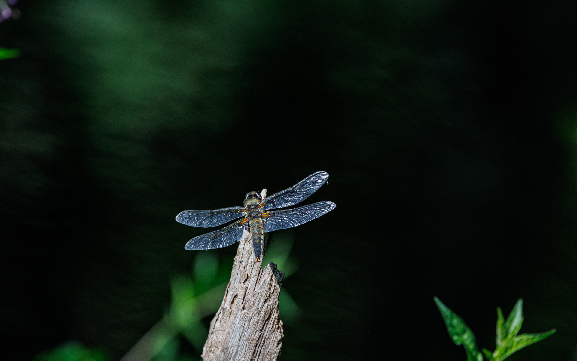 Guldsmed (fireplettet libel). Kaffepletten