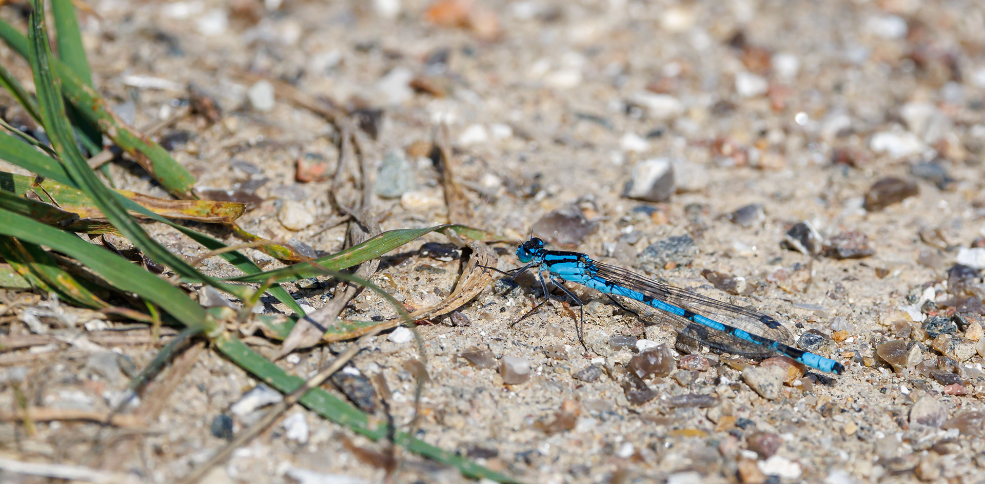 Almindelig vandnymfe. Juelstrup Sø