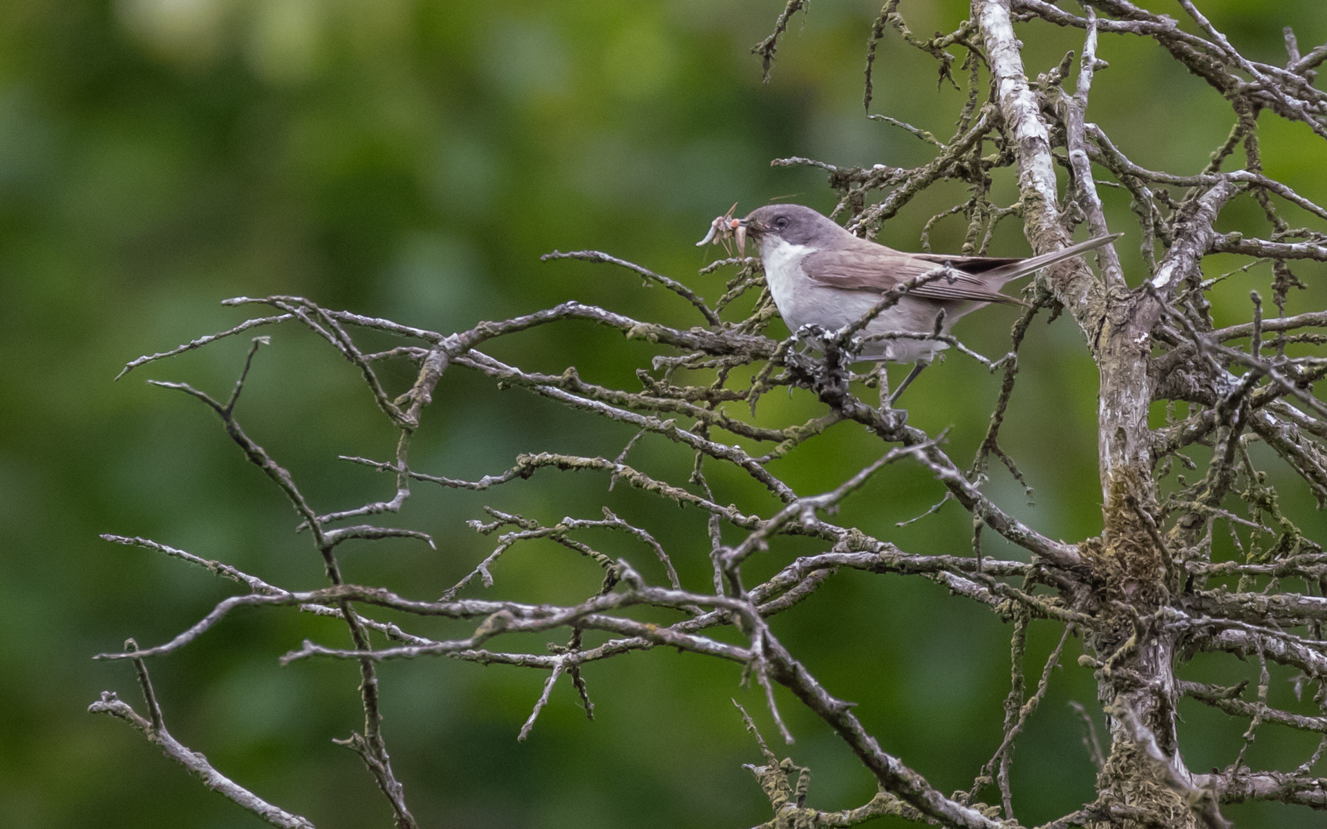 Gærdesanger. Rebild Bakker