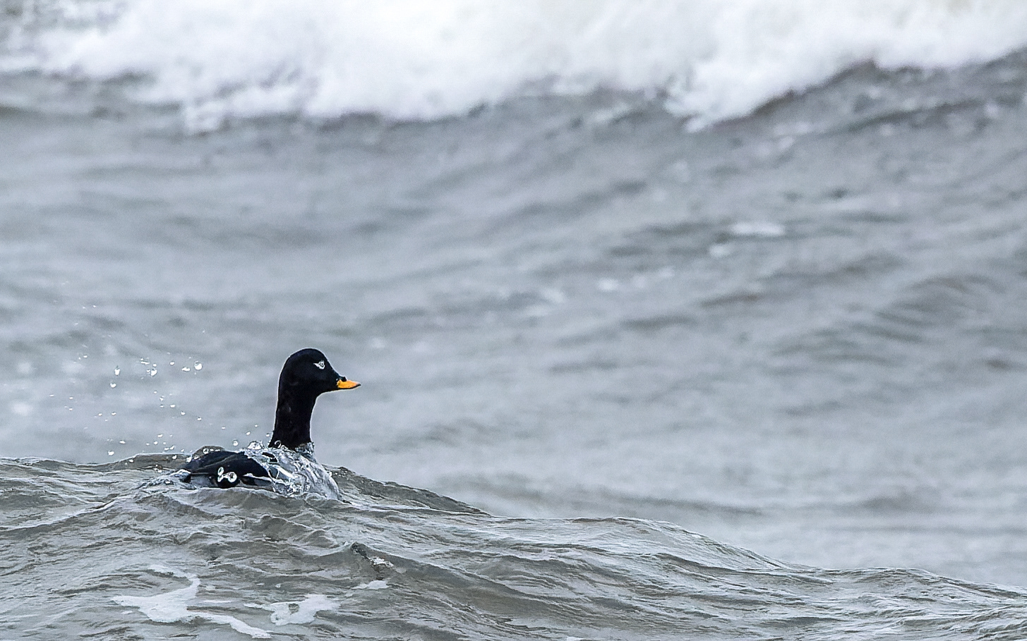 Fløjlsand i havet ved Øster Hurup