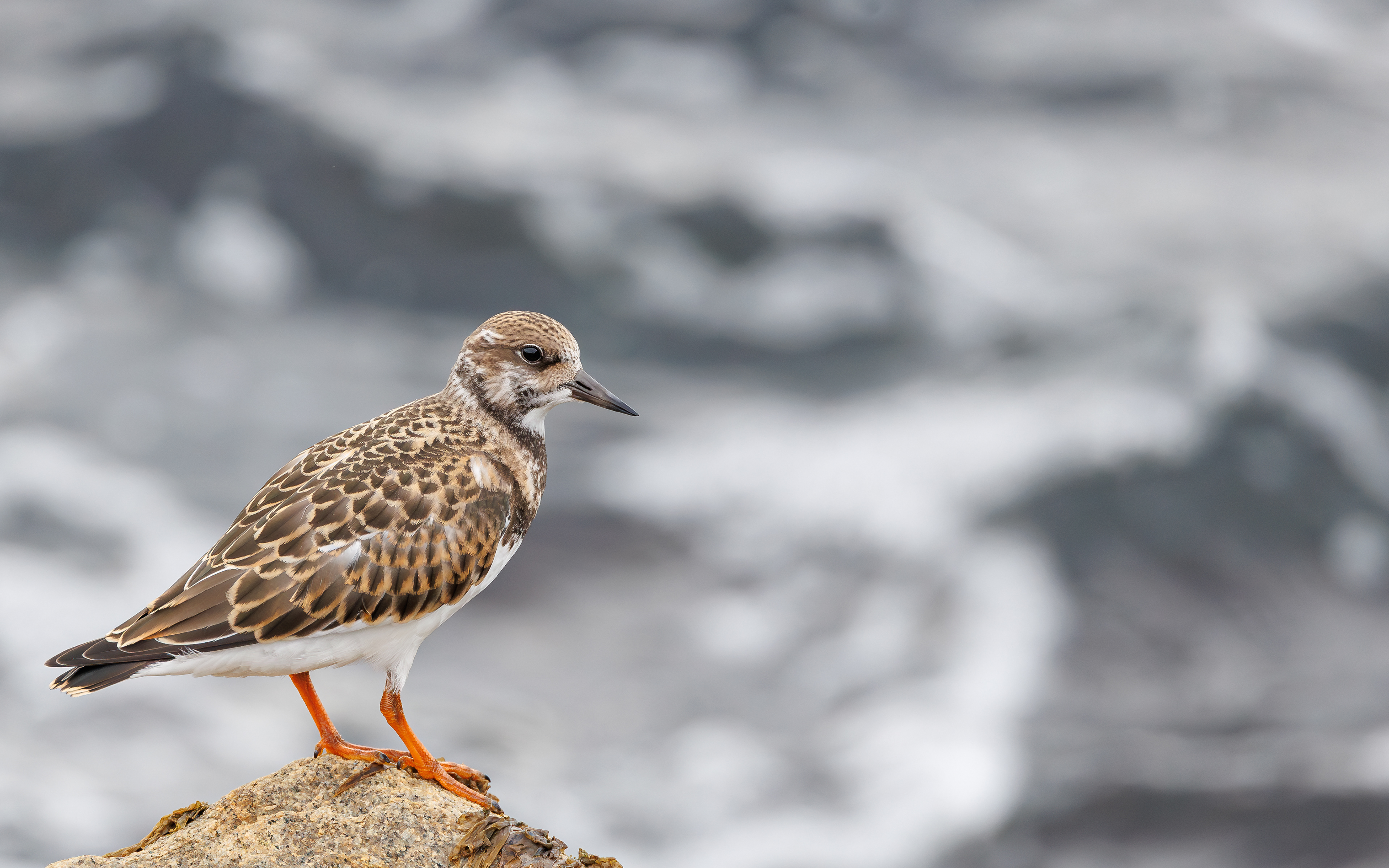 Stenvender. Agger Tange - havsiden