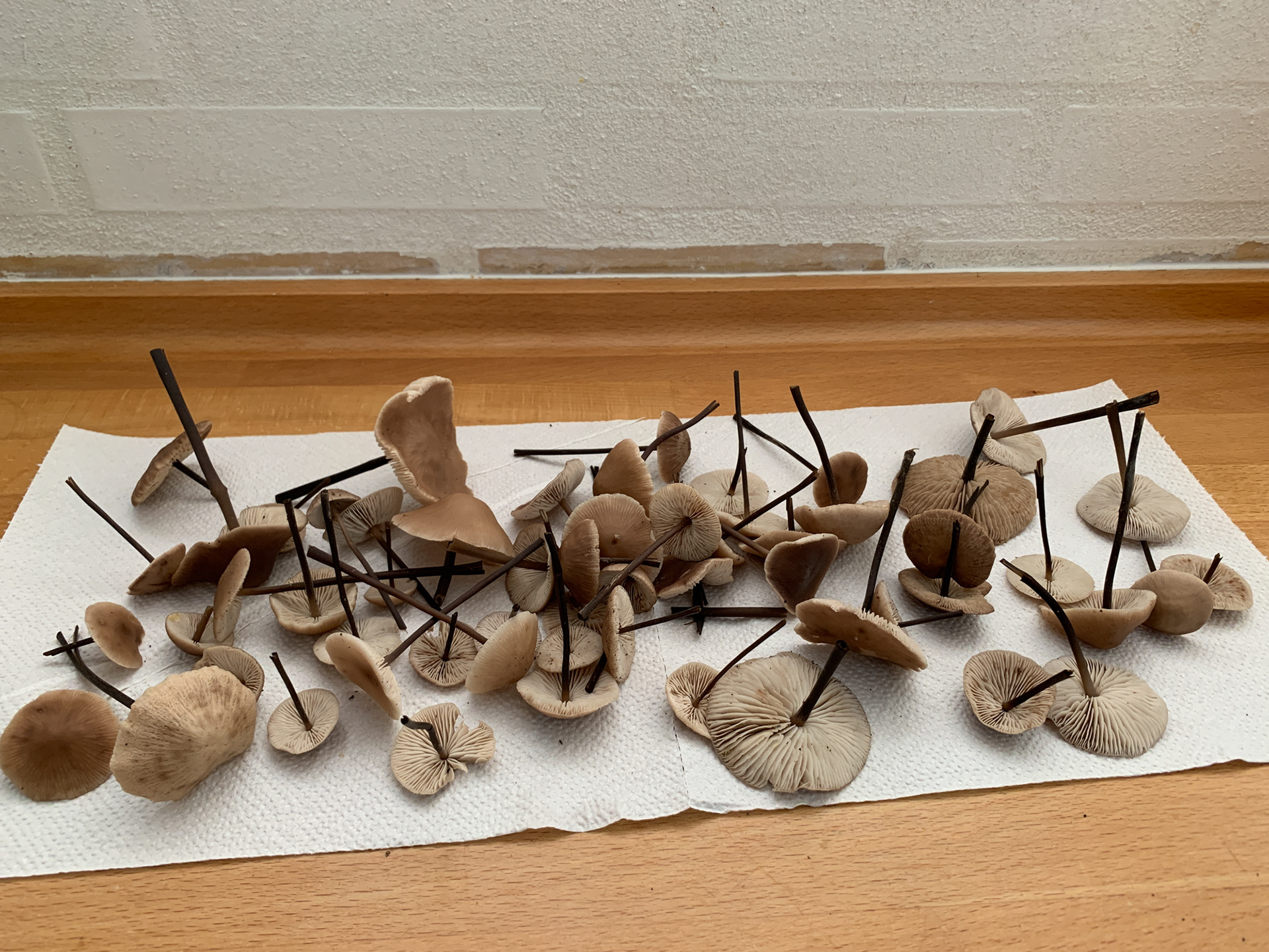 Lækre, velsmagende svampe - stor løghat (brusk løghat)