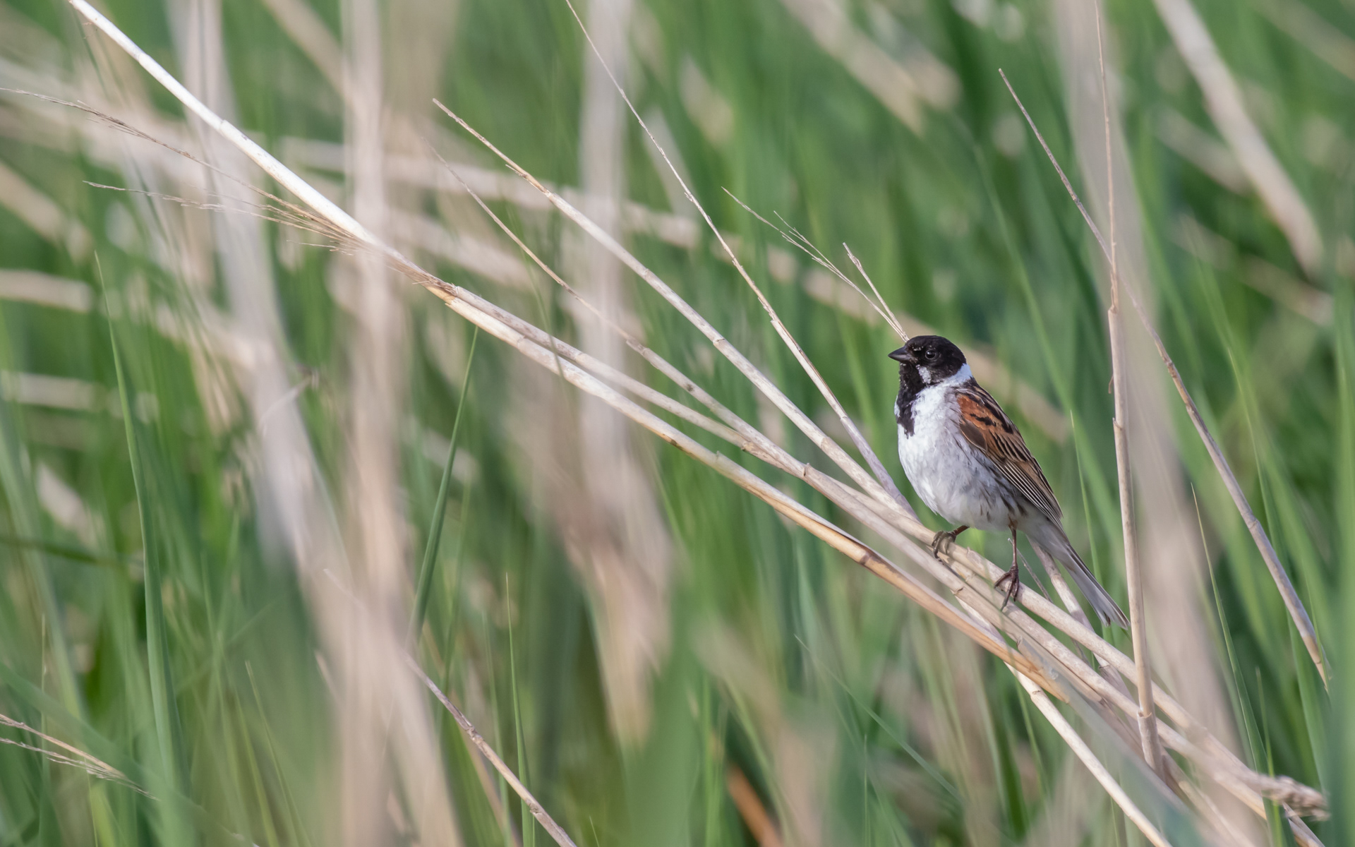 Rørspurv ved Lillesø