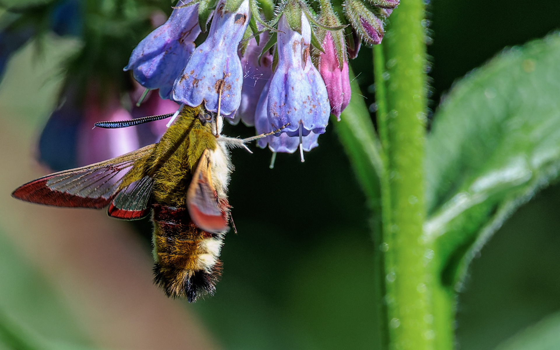 Bredrandet humlebisværmer. Stien til Kaffepletten