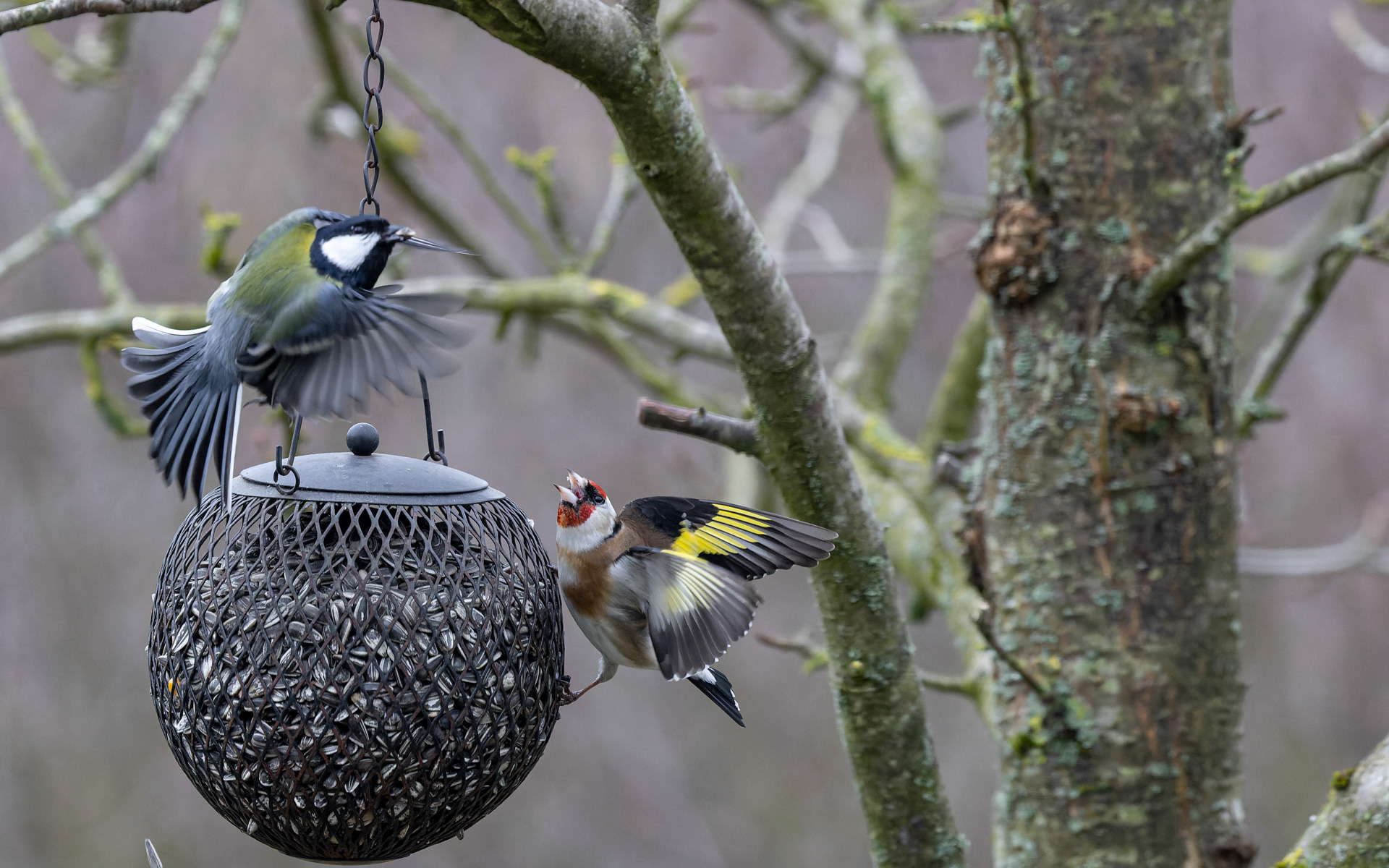 Hvem skal til fadet først - stillits eller musvit?