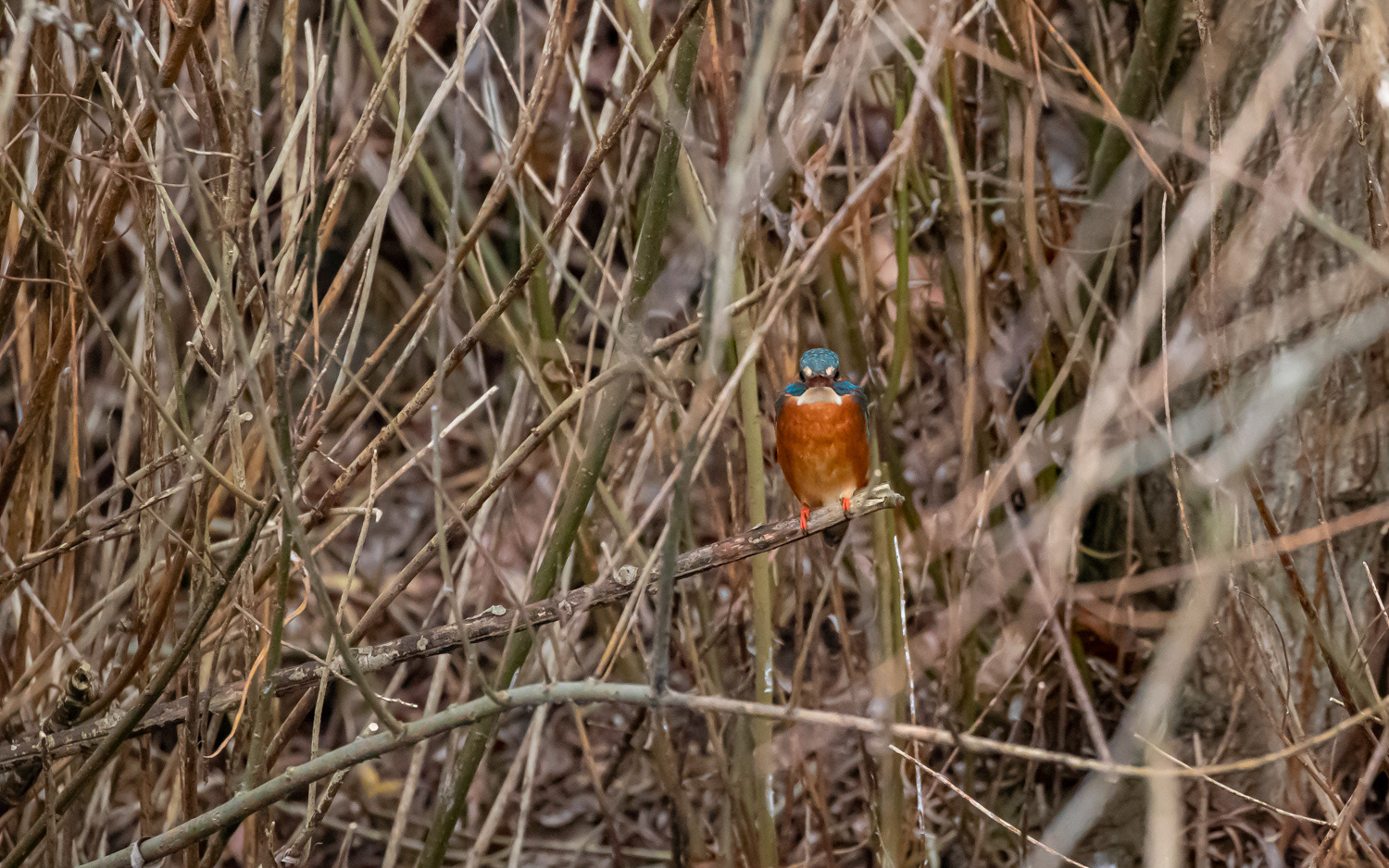 Isfugl ved Mastrup Bæk. 8.12.2020