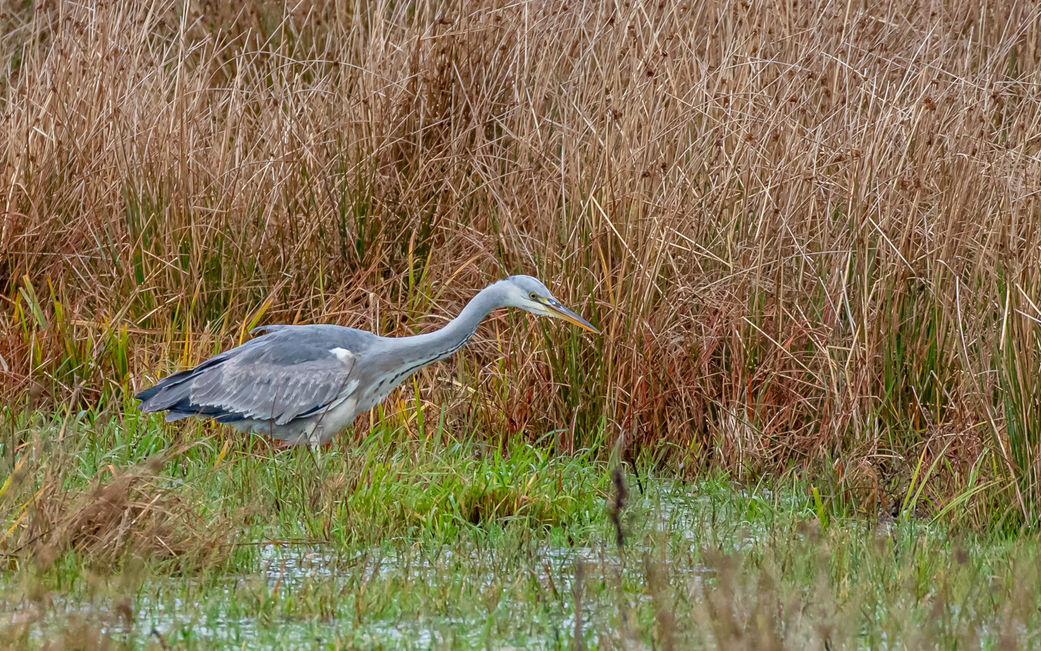 Fiskehejre - Grønvej, Lille Vildmose