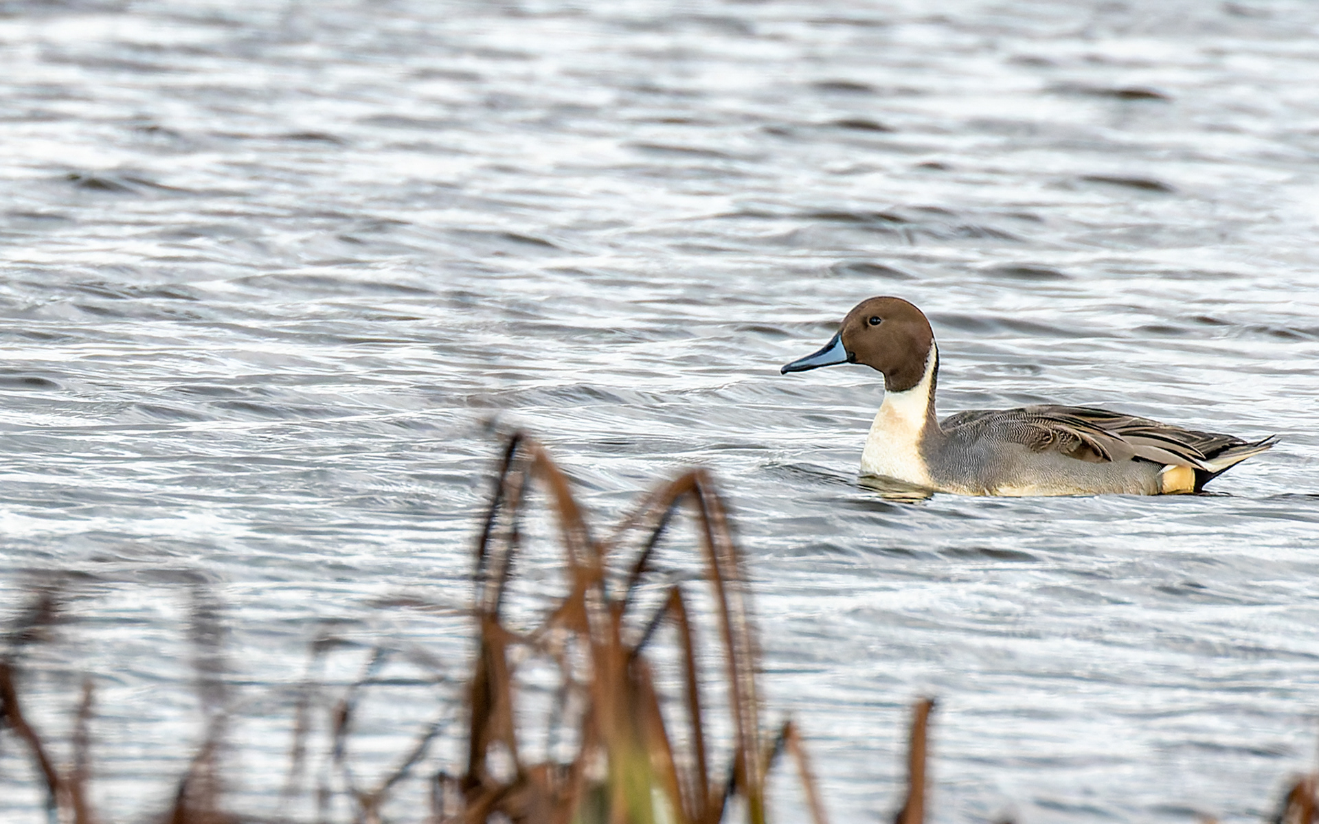 En smuk spidsand - fra en tur til Skjern Enge