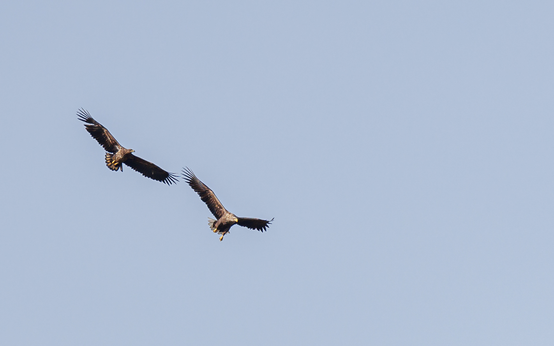Luftakrobatik. Ung og gammel havørn. Værnengene 21. marts