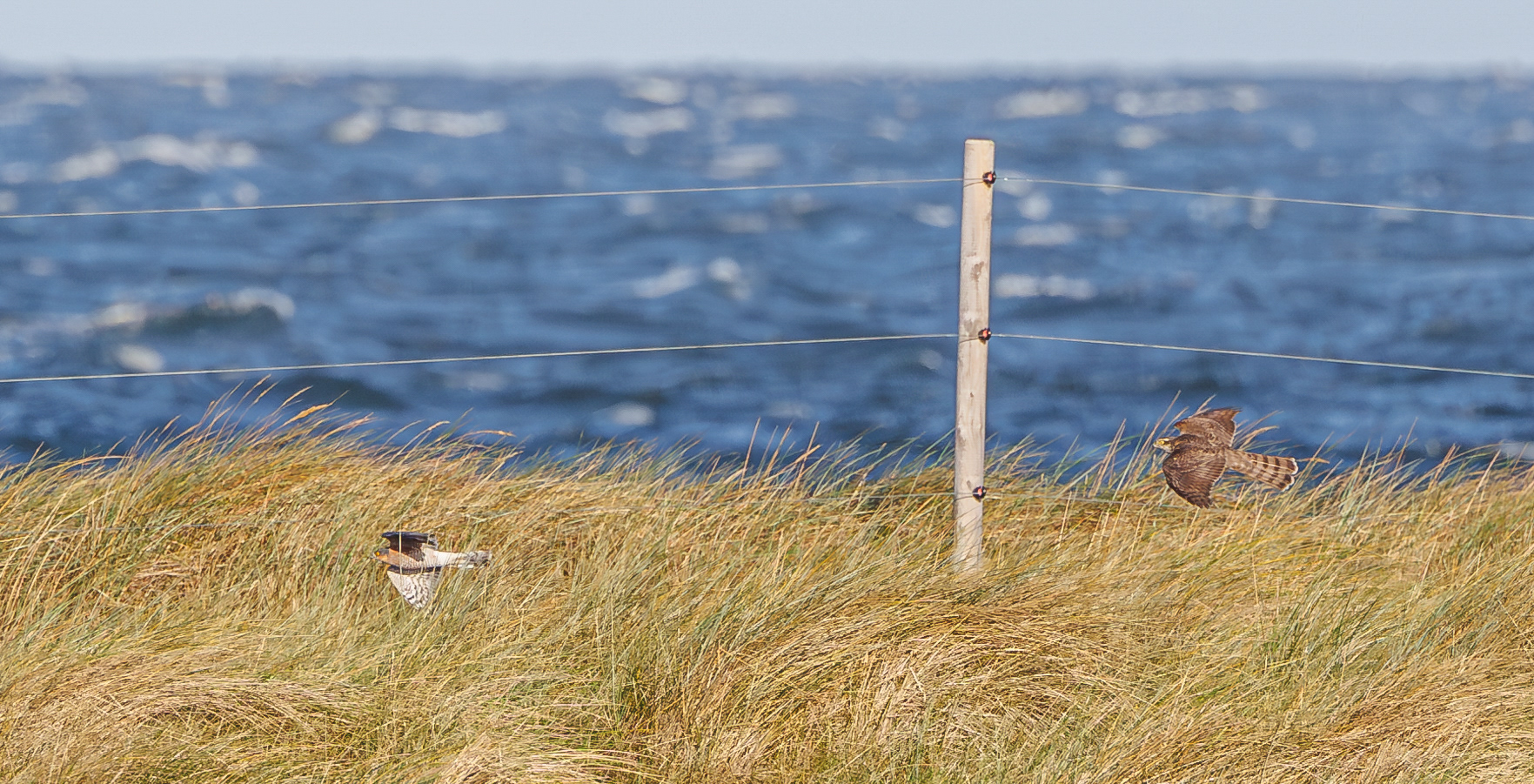 Spurvehøg, han og hun på vej mod Øresund