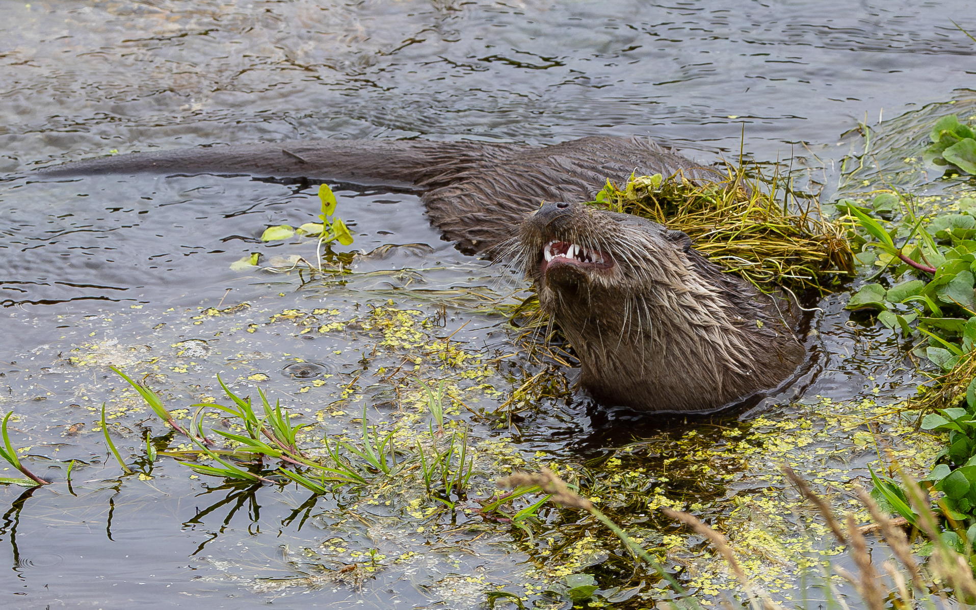 Odder i Kousbækken (Gravlev Ådal/Rebild Bakker)