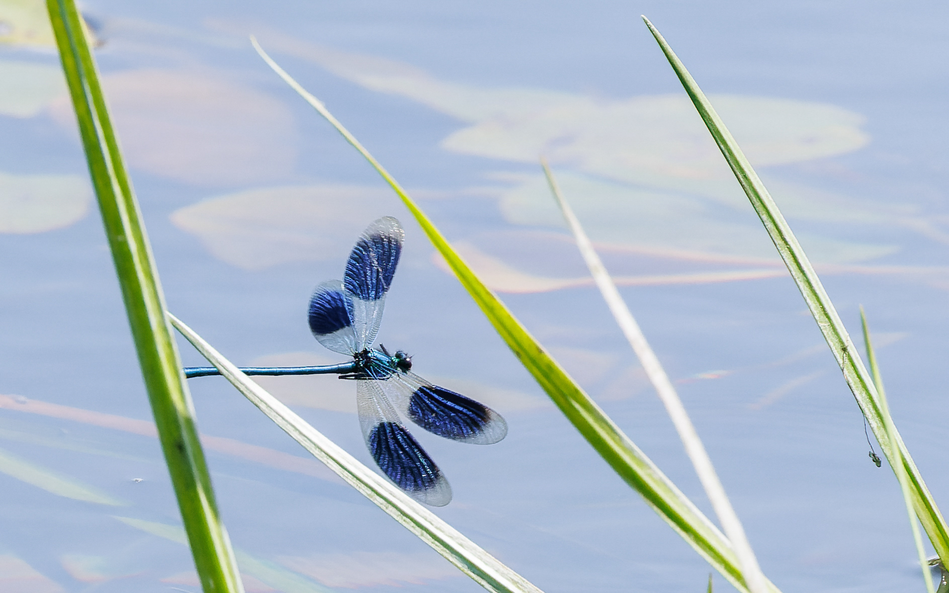 Blåbåndet pragtvandnymfe