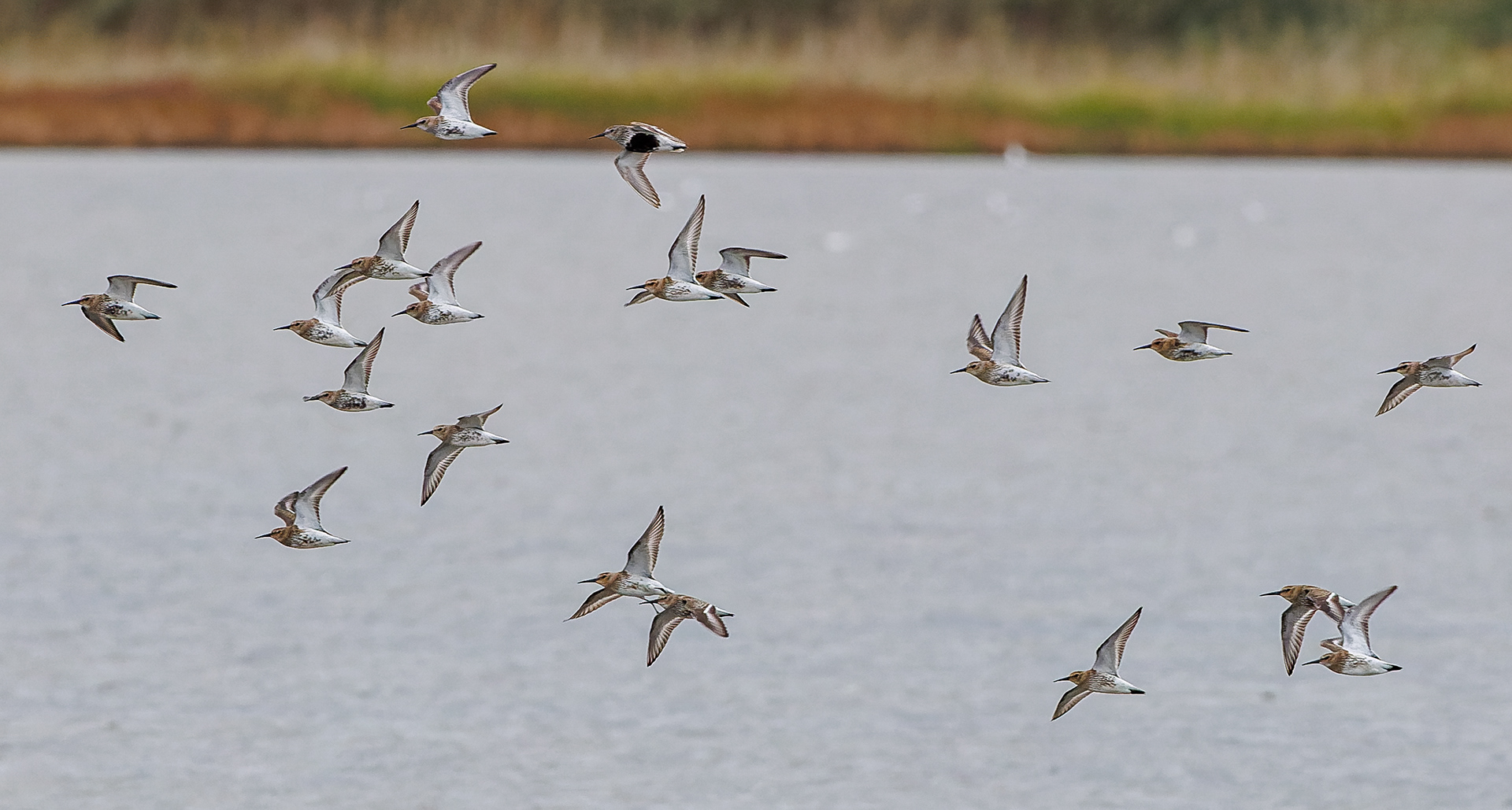 Almindelig ryle. Gerå Strandenge