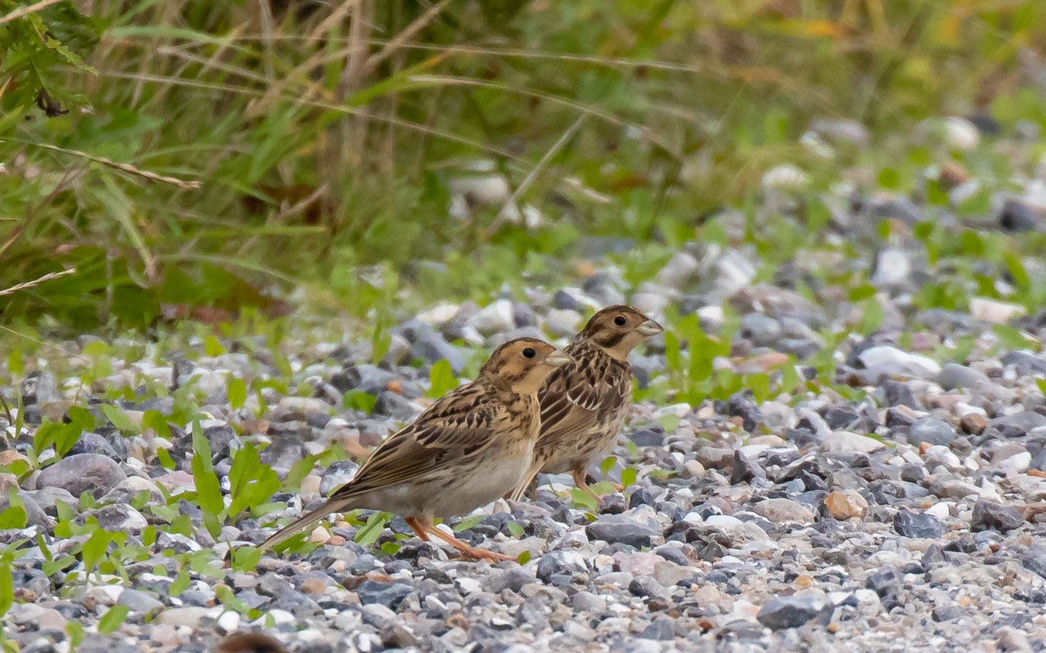 Bomlærker (tror jeg)