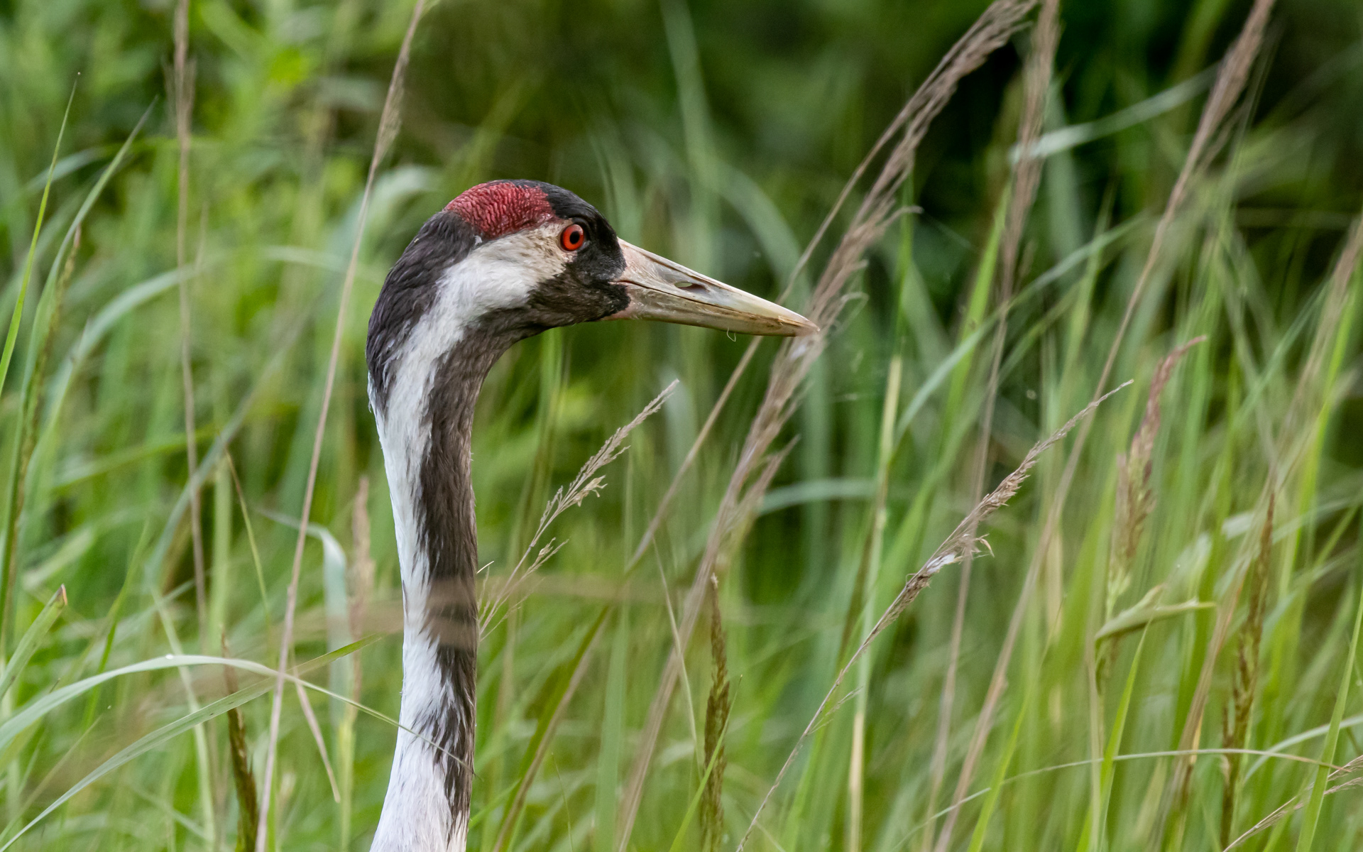 Trane på Hegnsvej - med unge
