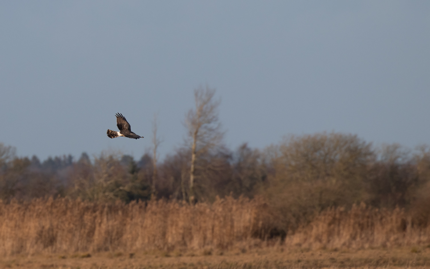 Blå kærhøg - Grønvej, Lille Vildmose