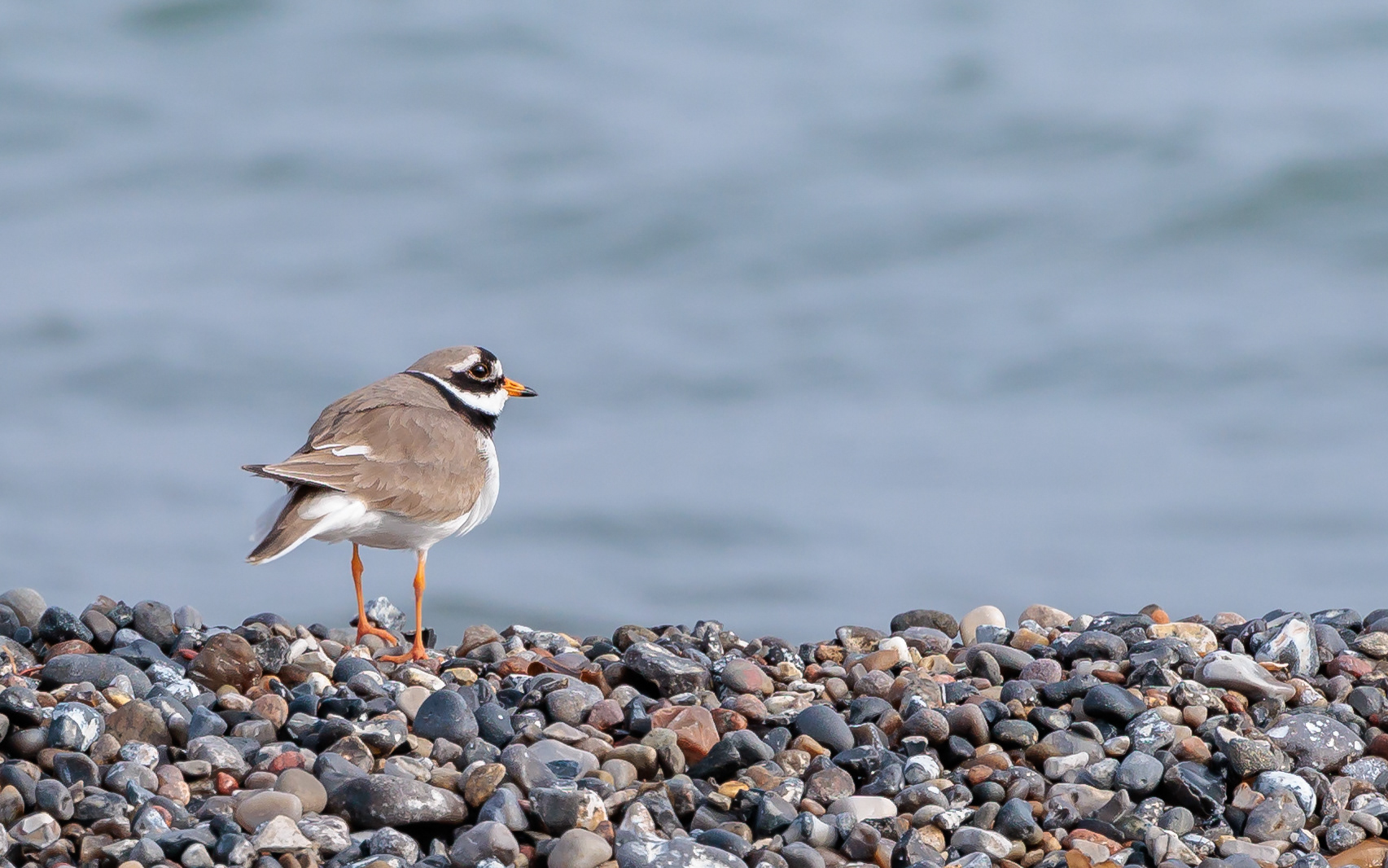 Stor præstekrave. Gjerrild Nordstrand 24. april