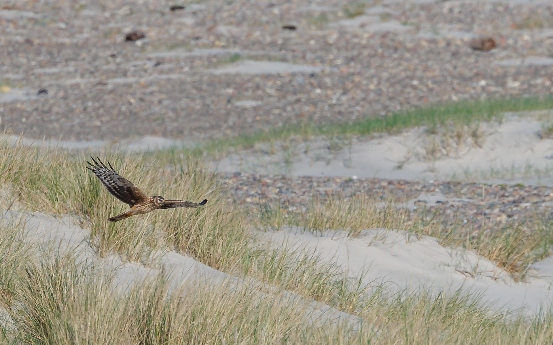 Blå kærhøg (hun) på træk. Skagen