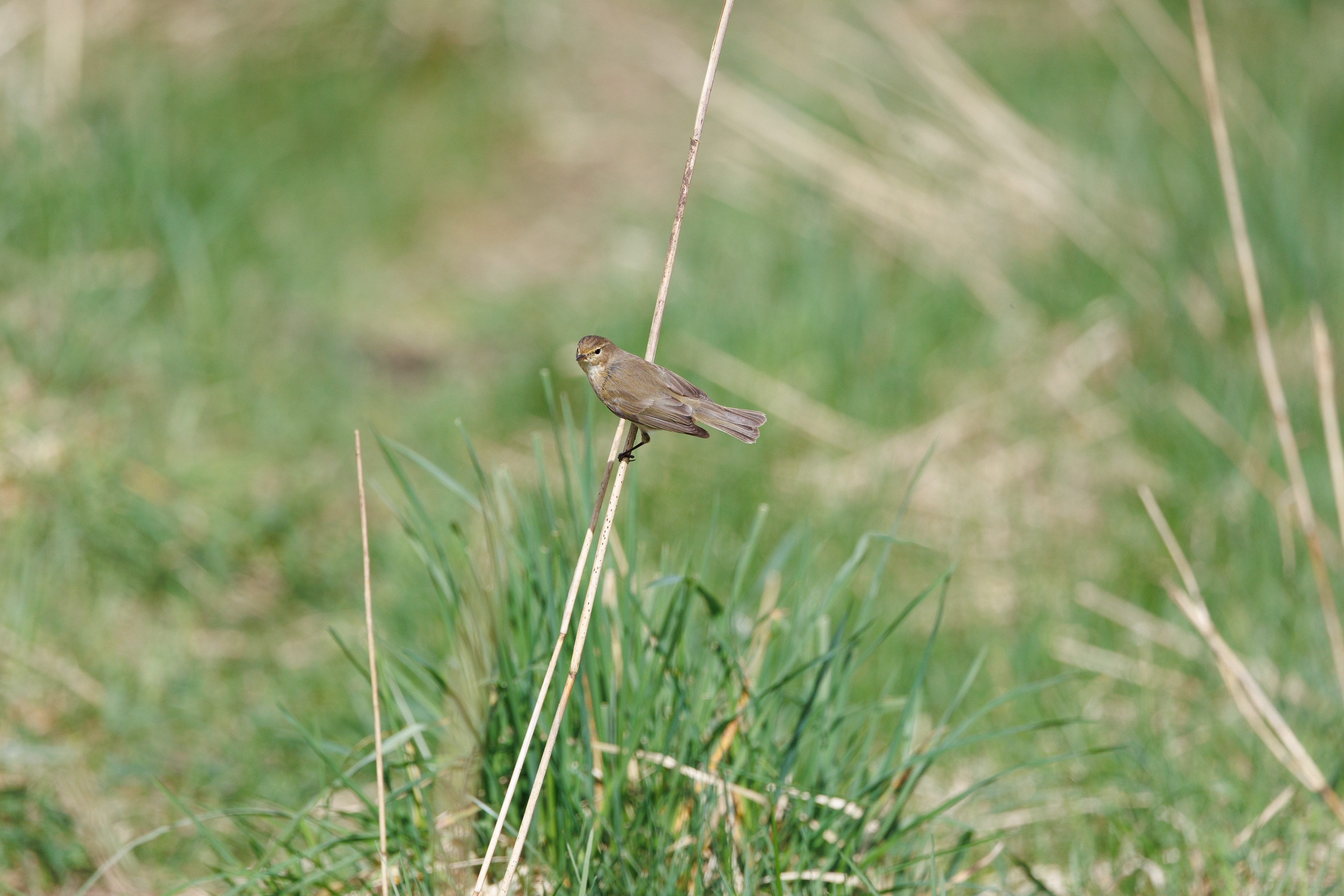 Gransanger i Lille Vildmose. 13. april