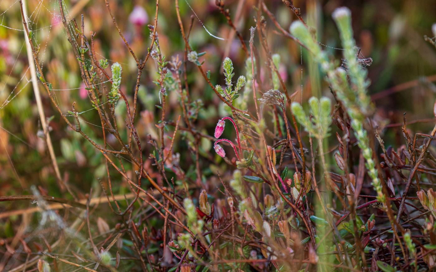 Tranebærblomster i højmosen (Portlandsmosen)