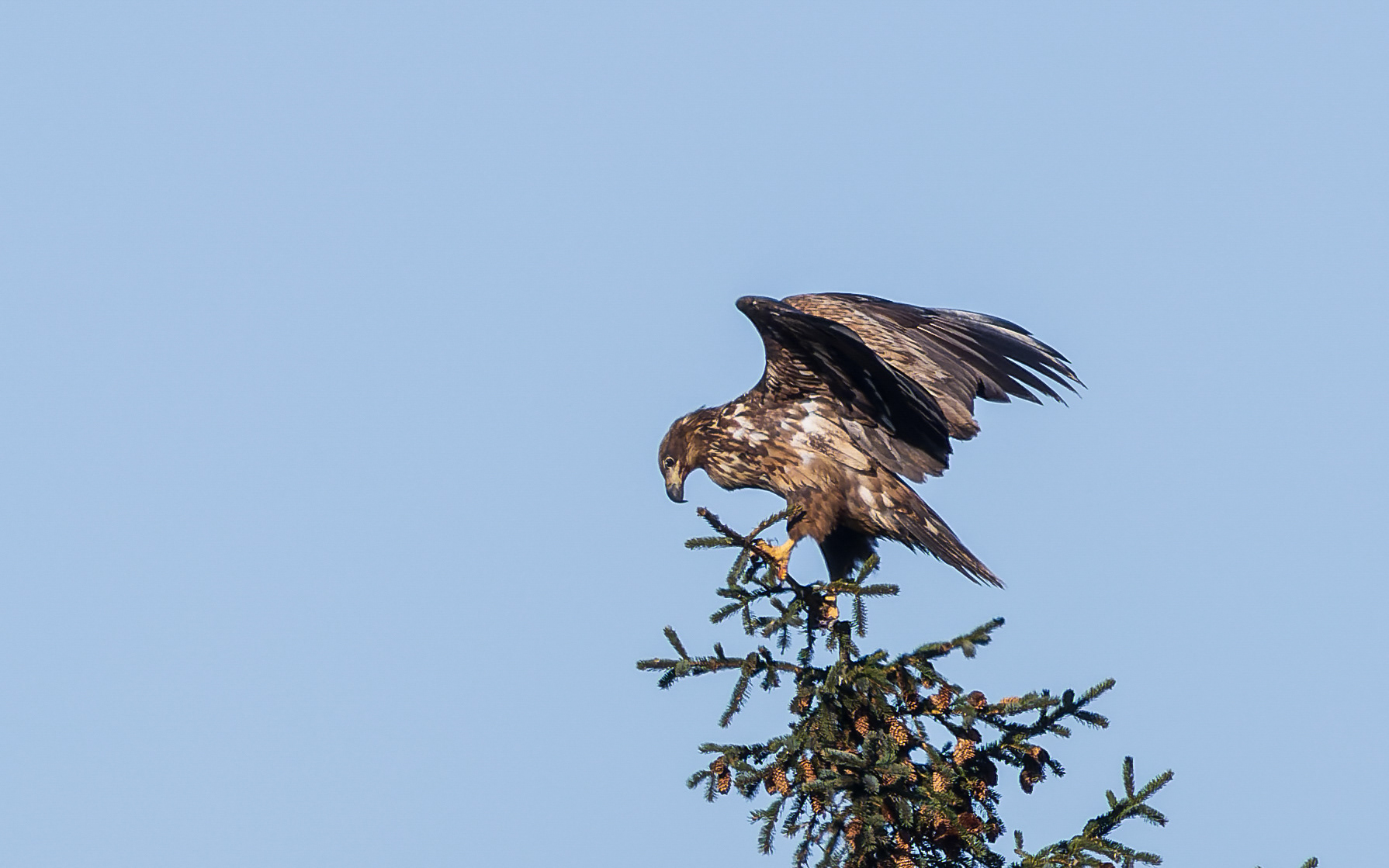 Ung havørn, Kytterne ved Gjøl