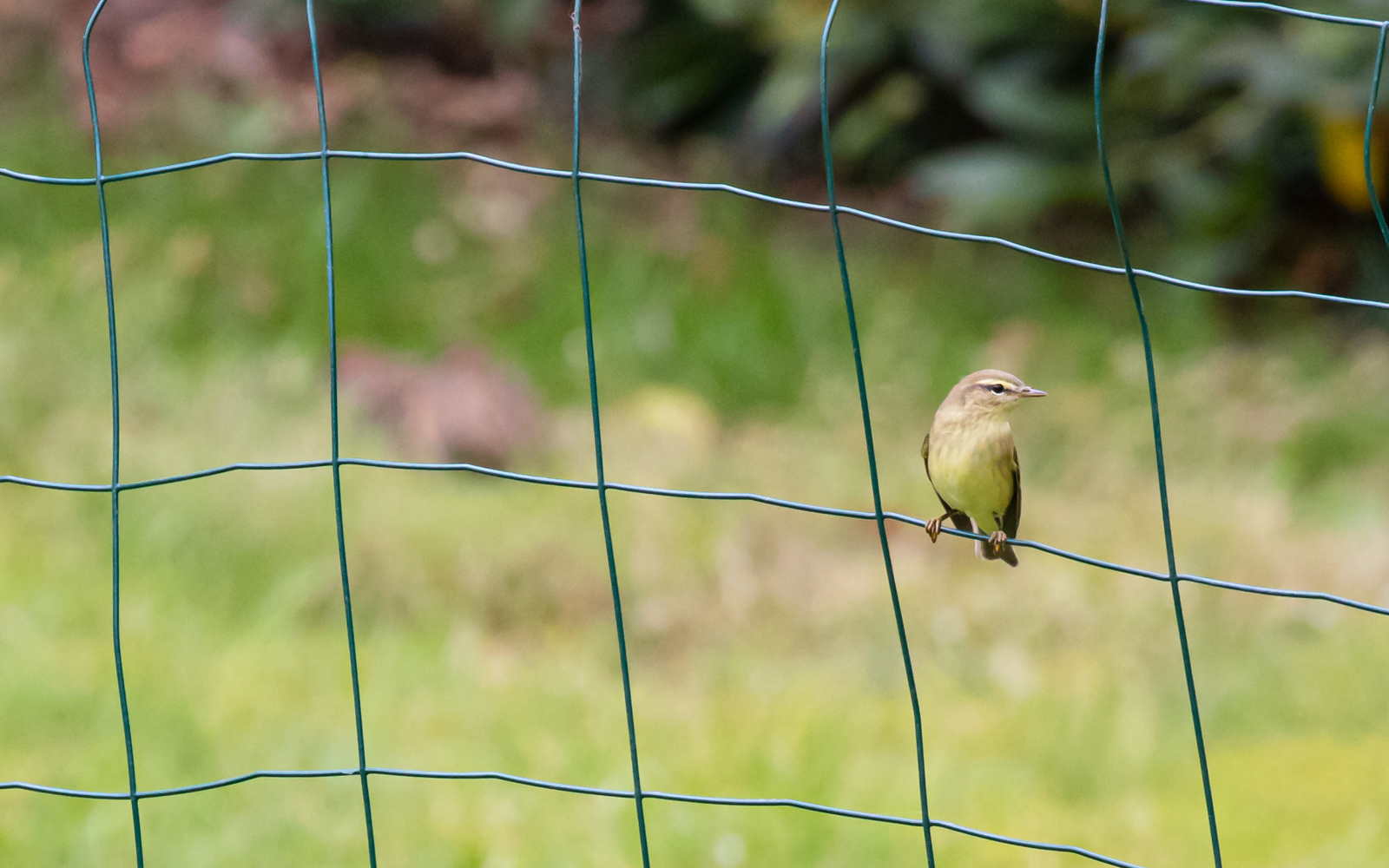 Løvsanger hjemme i haven