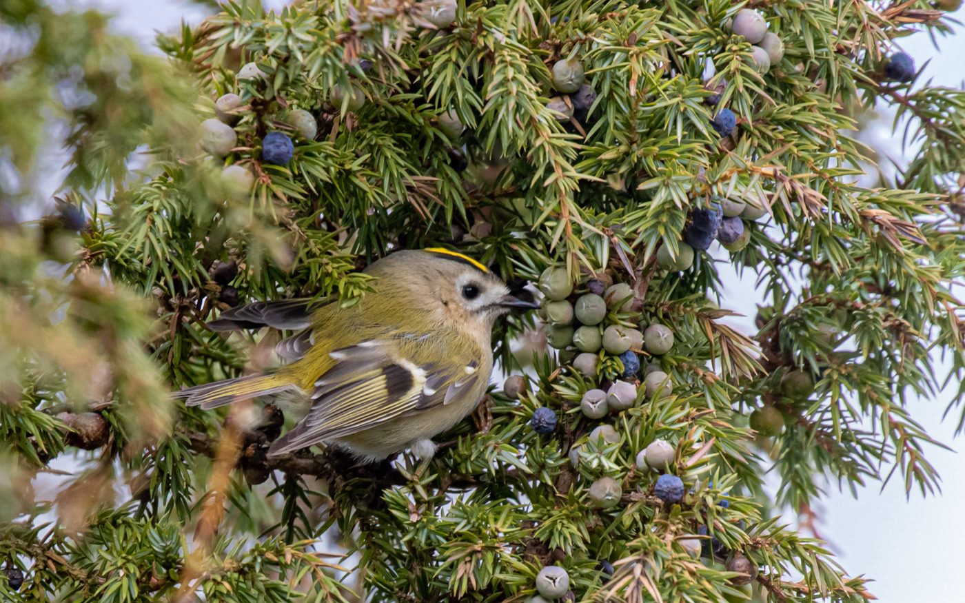 Fuglekonge i Rebild Bakker