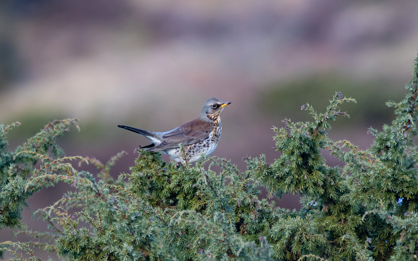 Sjagger i Rebild Bakker
