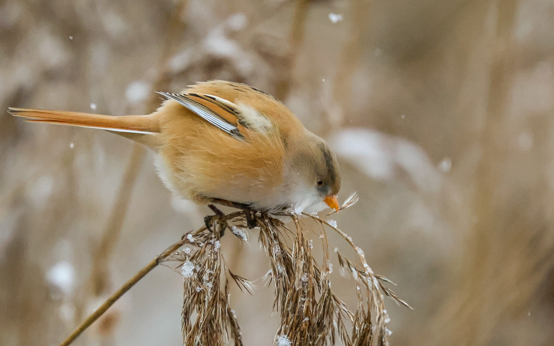 Skægmejser i Lille Vildmose