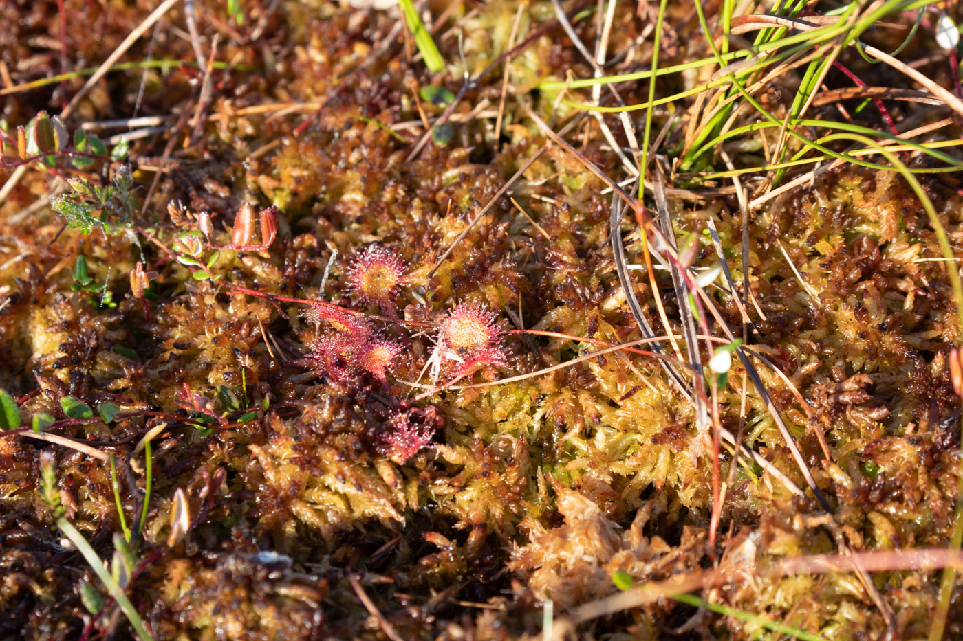 Soldug på en bund af spaghnum-mos