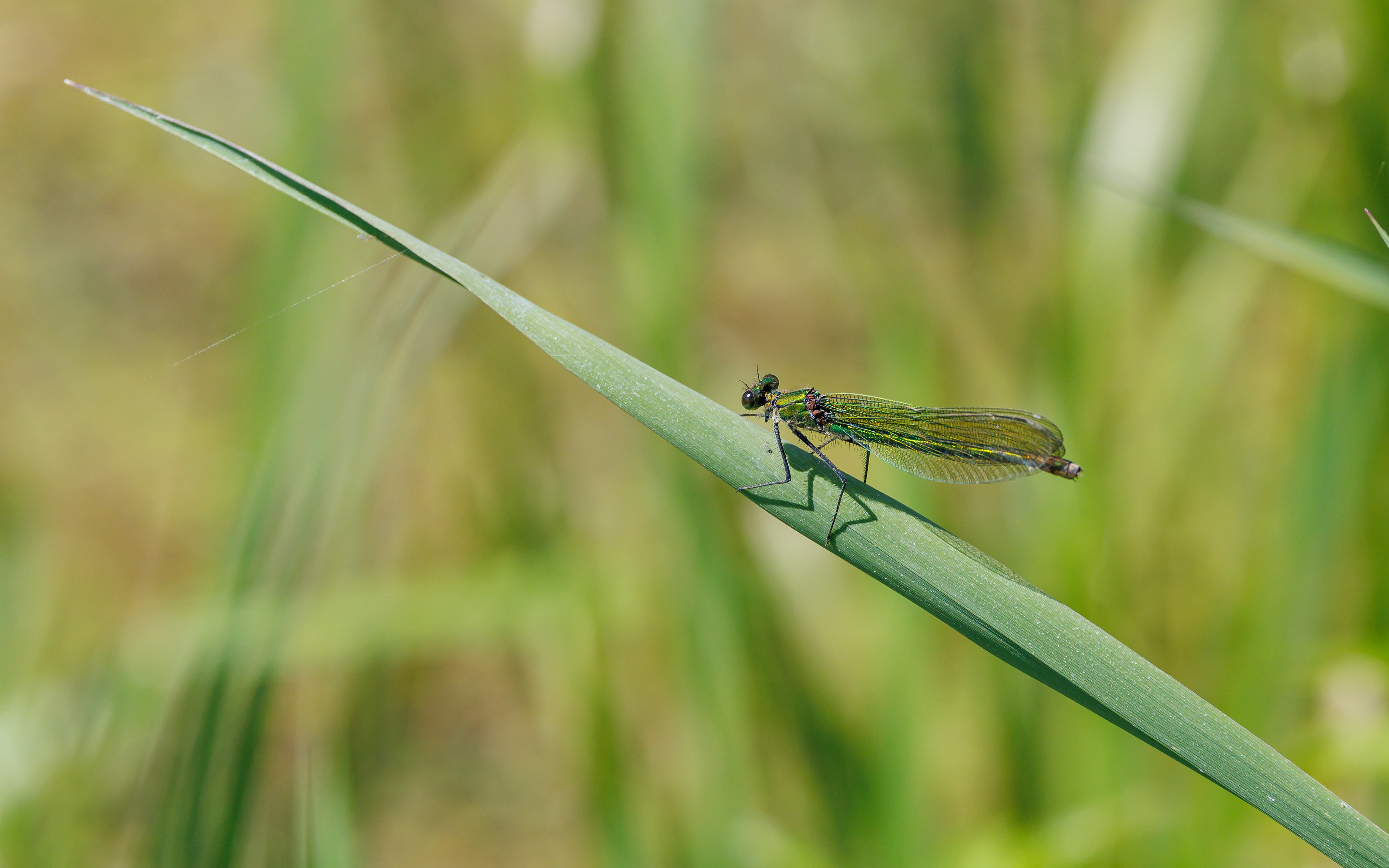 Blåbåndet pragtvandnymfe, hun