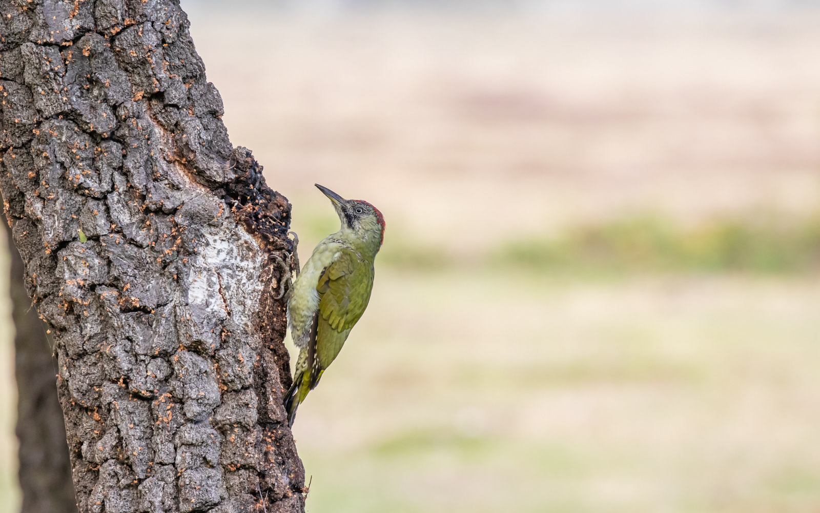 Grønspætte i birkelunden på Ljungen. Falsterbo