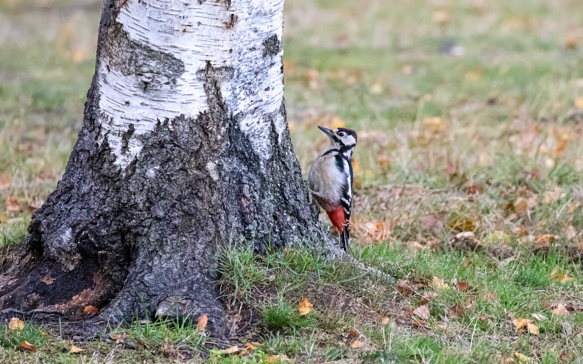 Stor flagspætte i birkelunden ved Ljungen