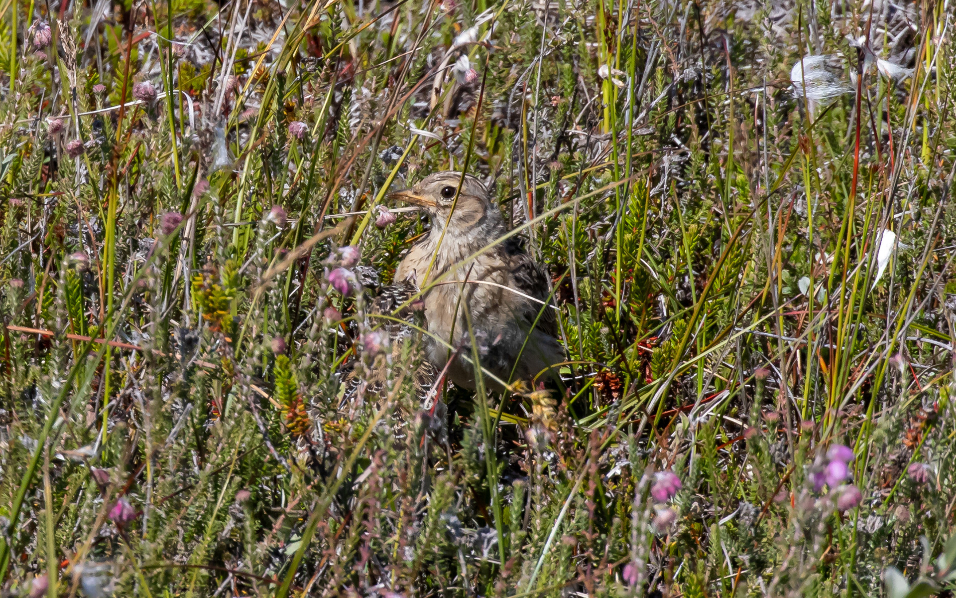 Sanglærke med unge i kamuflage - Raabjerg Hede