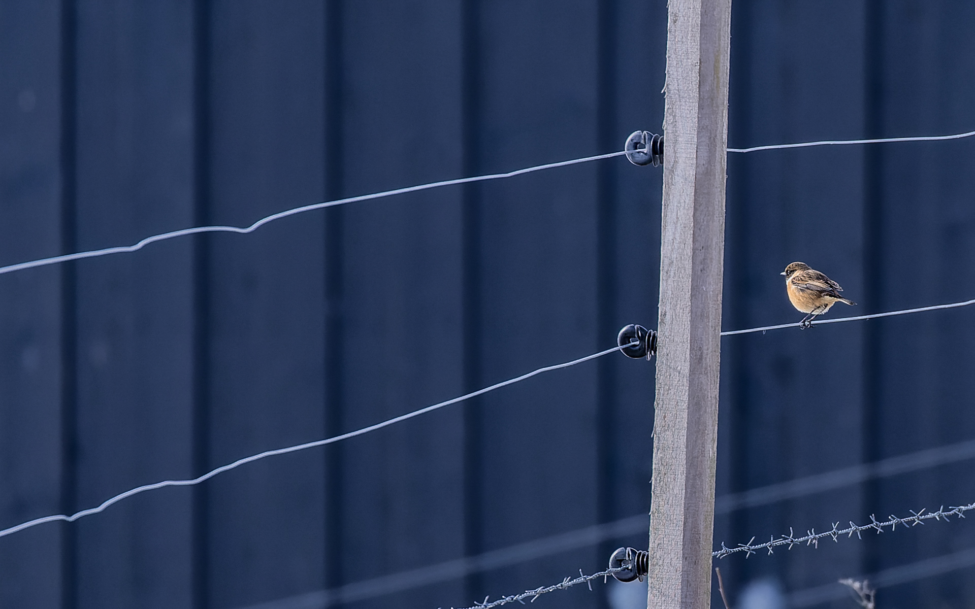 Sortstrubet bynkefugl i Gravlev by