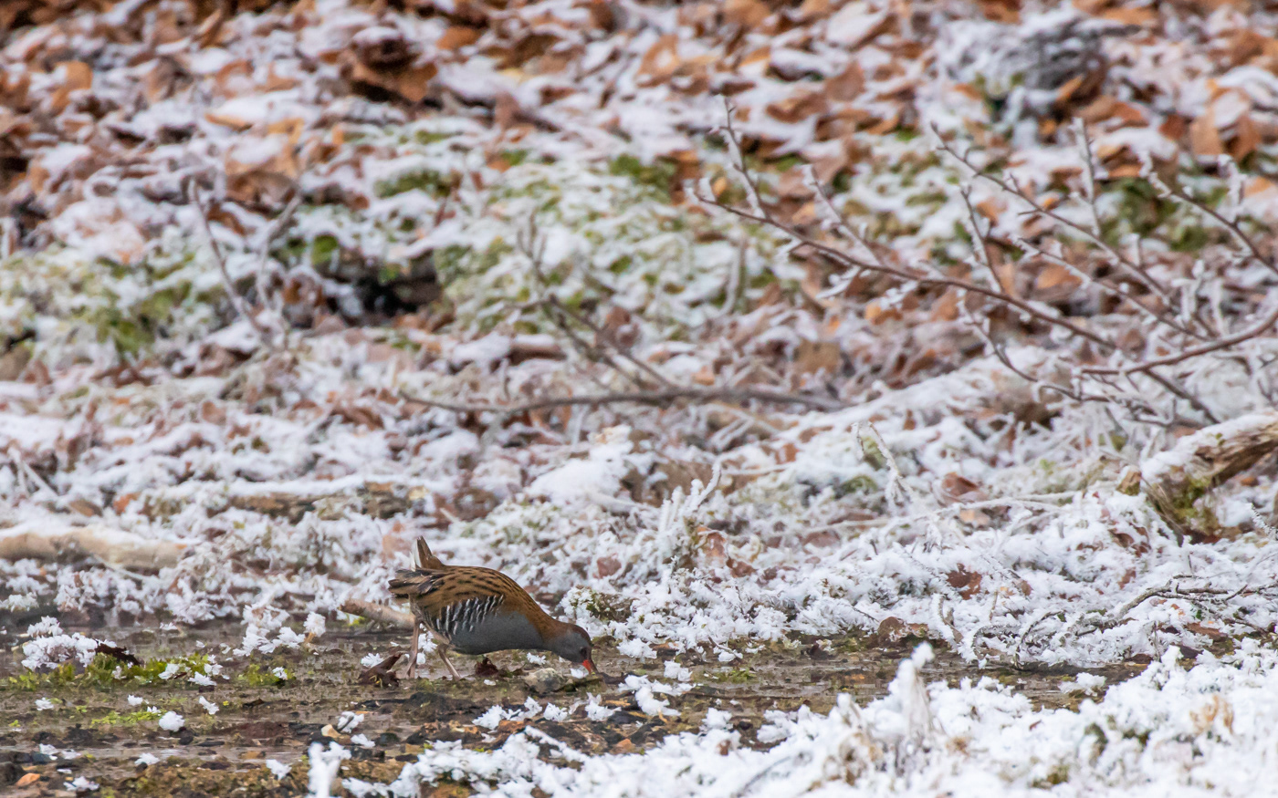 Vandrikse i Ravnkilde