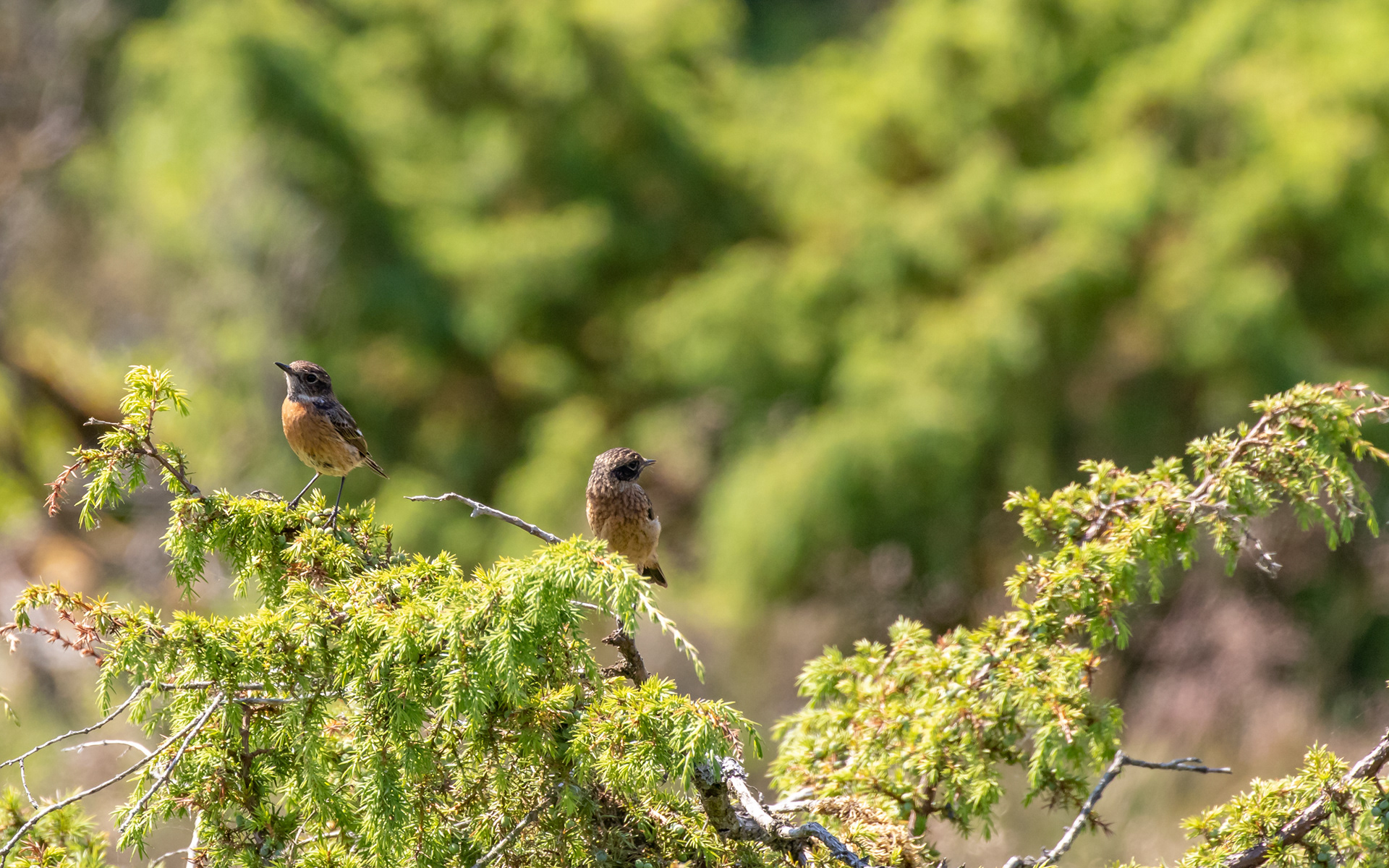 Sortstrubet bynkefugl i Rebild Bakker