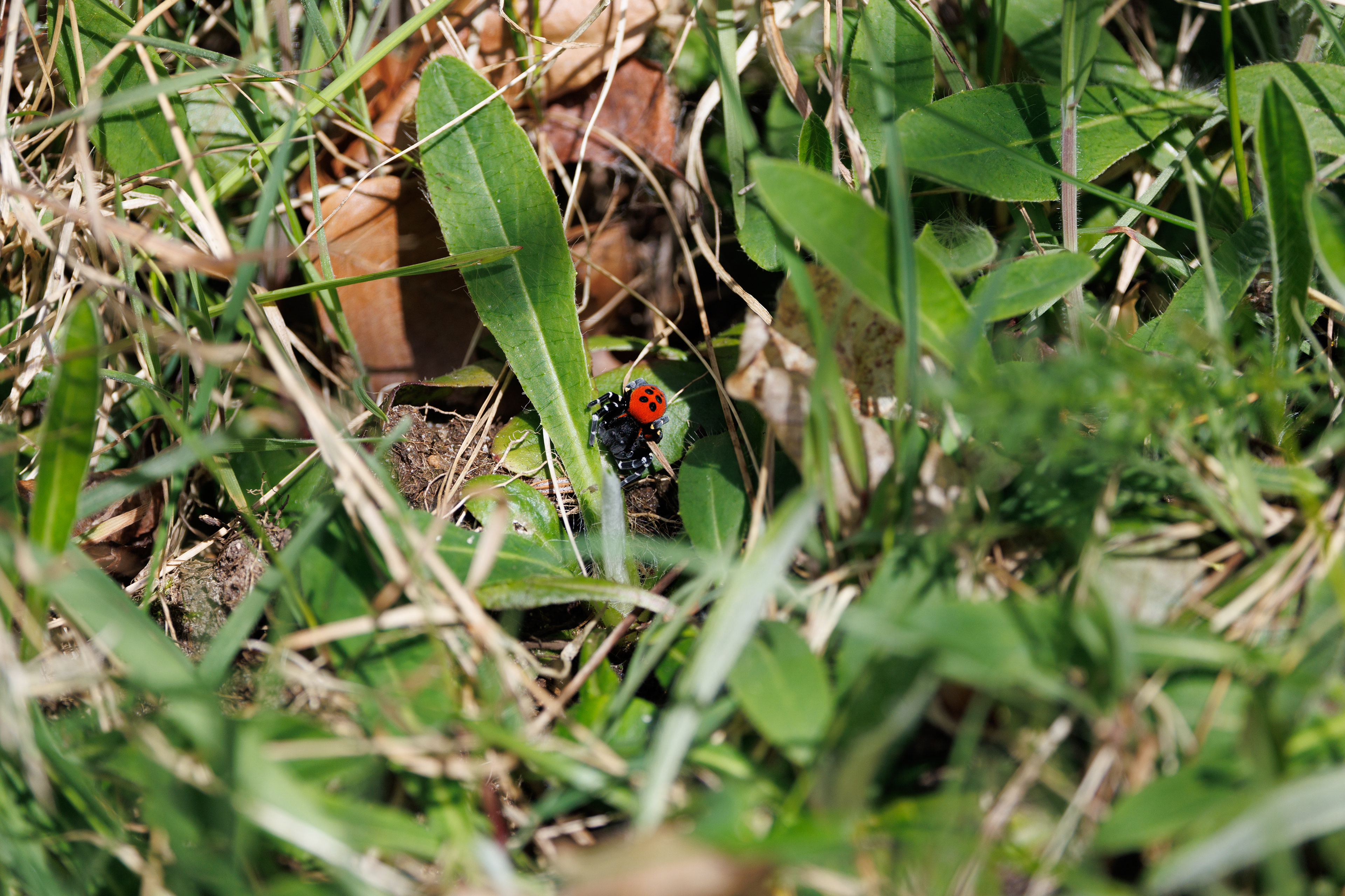 Mariehøneedderkop nær Store Blåkilde. 16. april