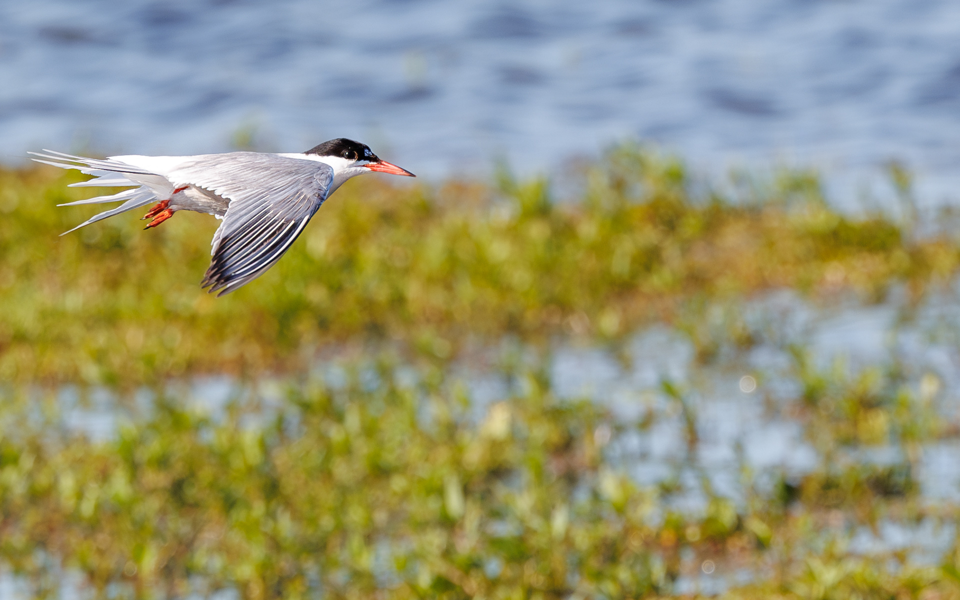 Fjordterne. Juelstrup Sø