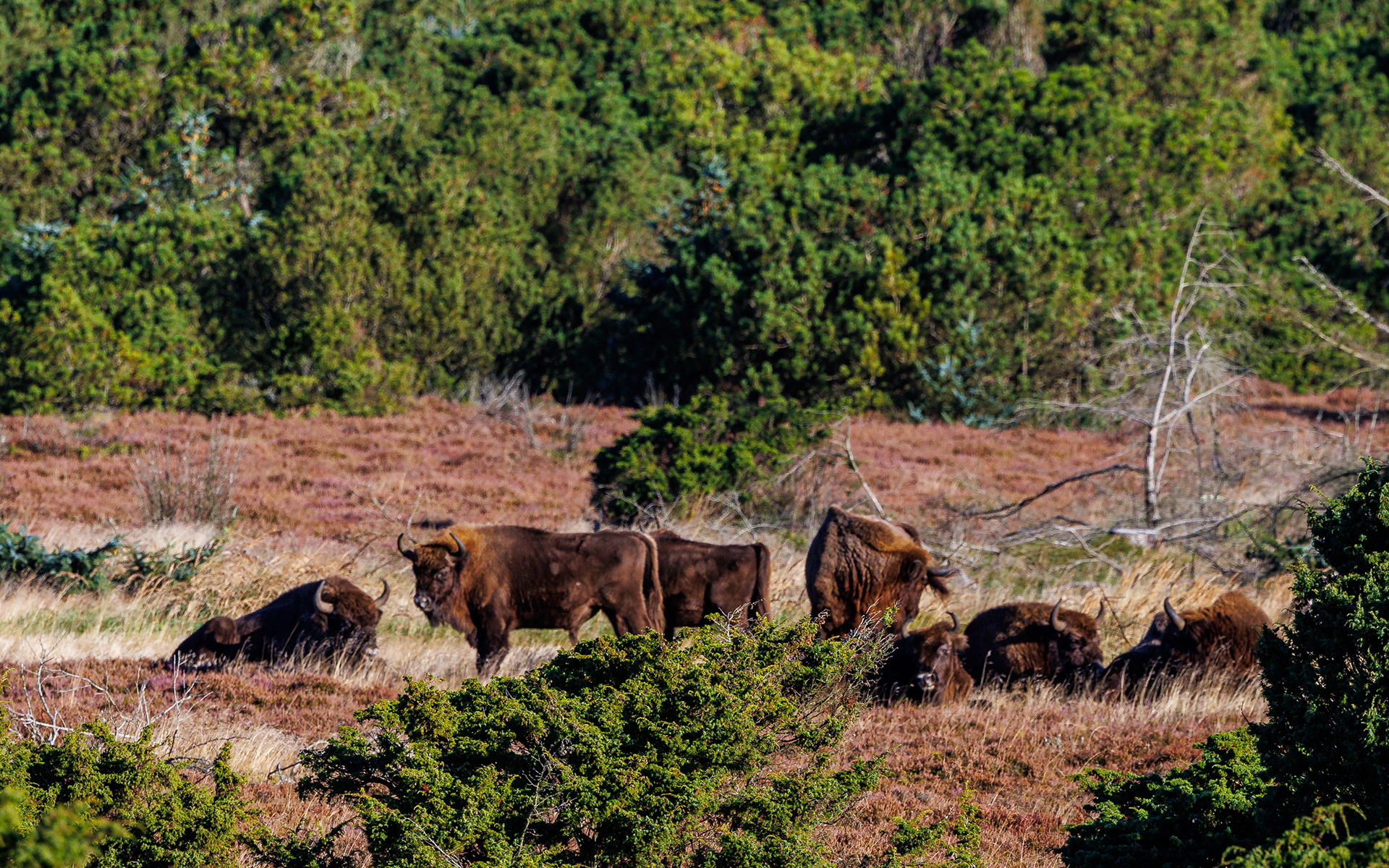 Europæisk bison (visent) i Lille Vildmose
