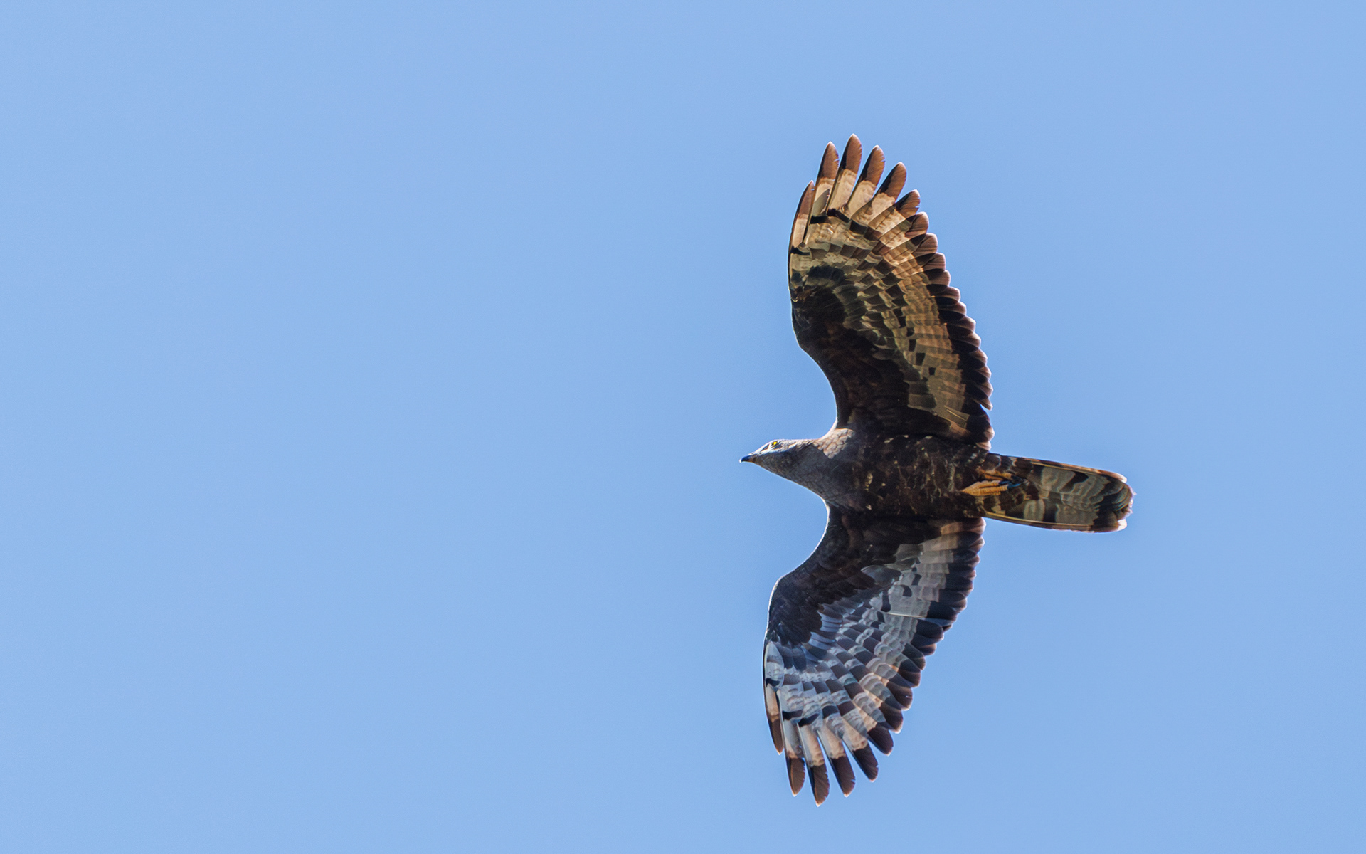 Hvepsevågernes forårstræk i Skagen