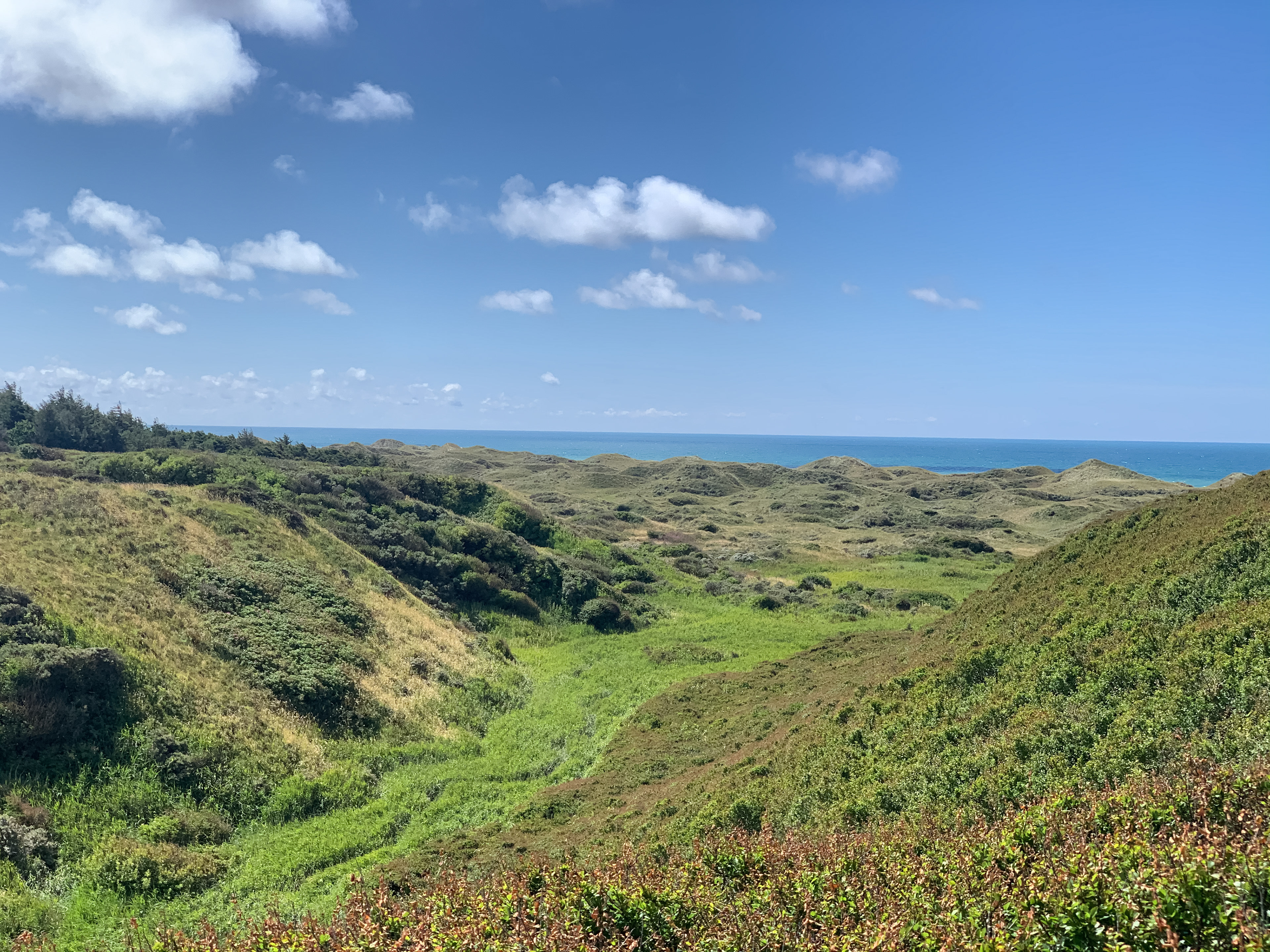Yxenbæk - Tornby Klitplantahe