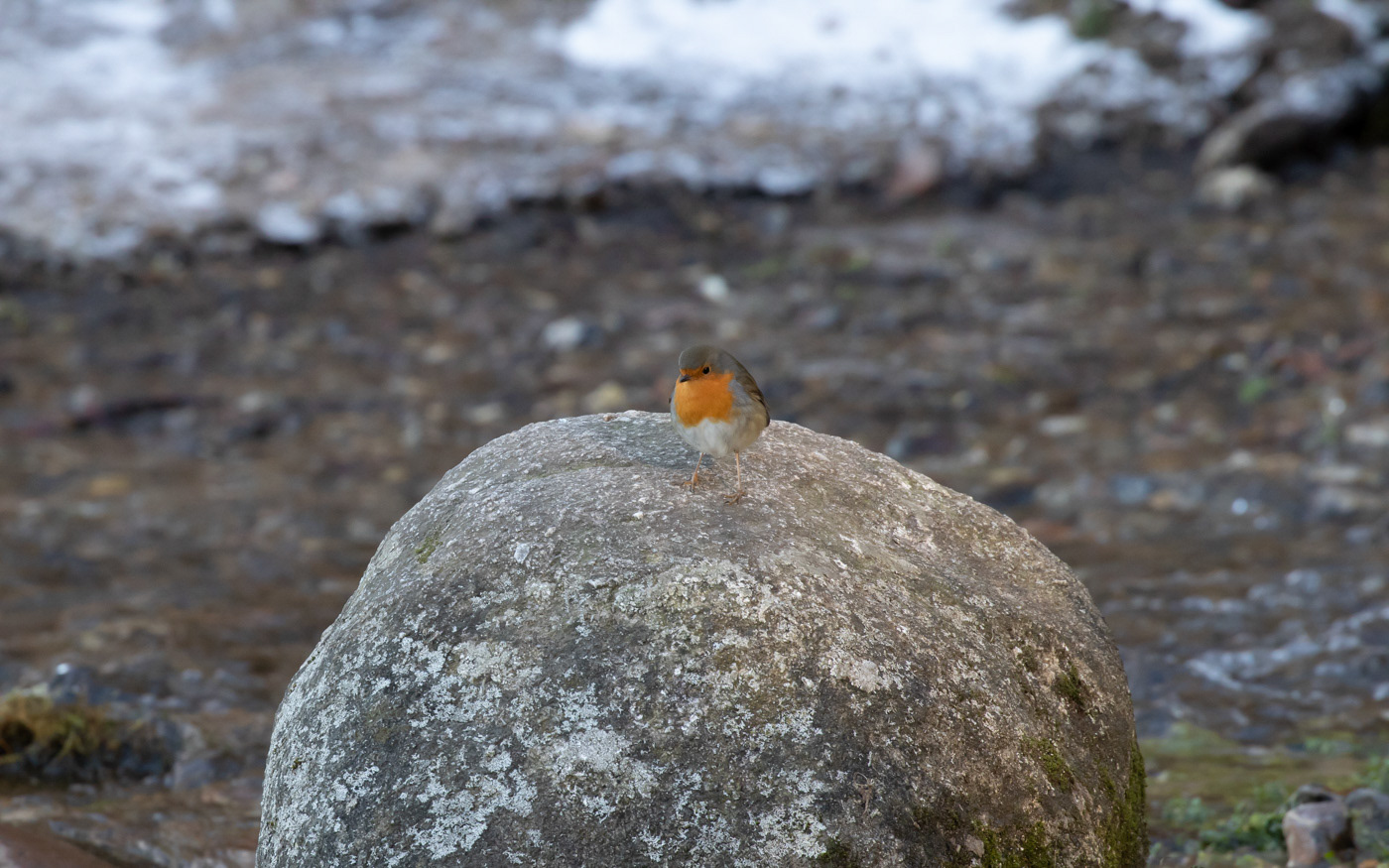 Rødhals i Ravnkilde