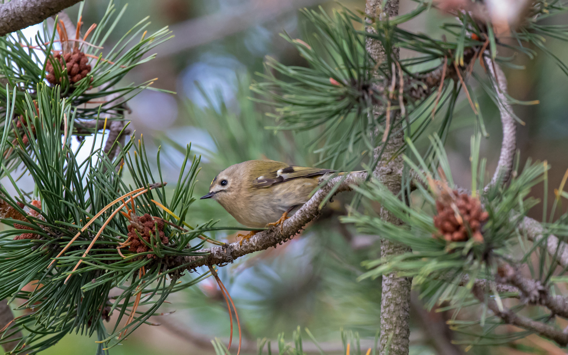 Fuglekonge i haven ved fyret (Nabben)