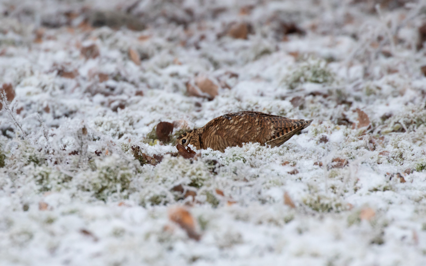 Skovsneppe i Ravnkilde