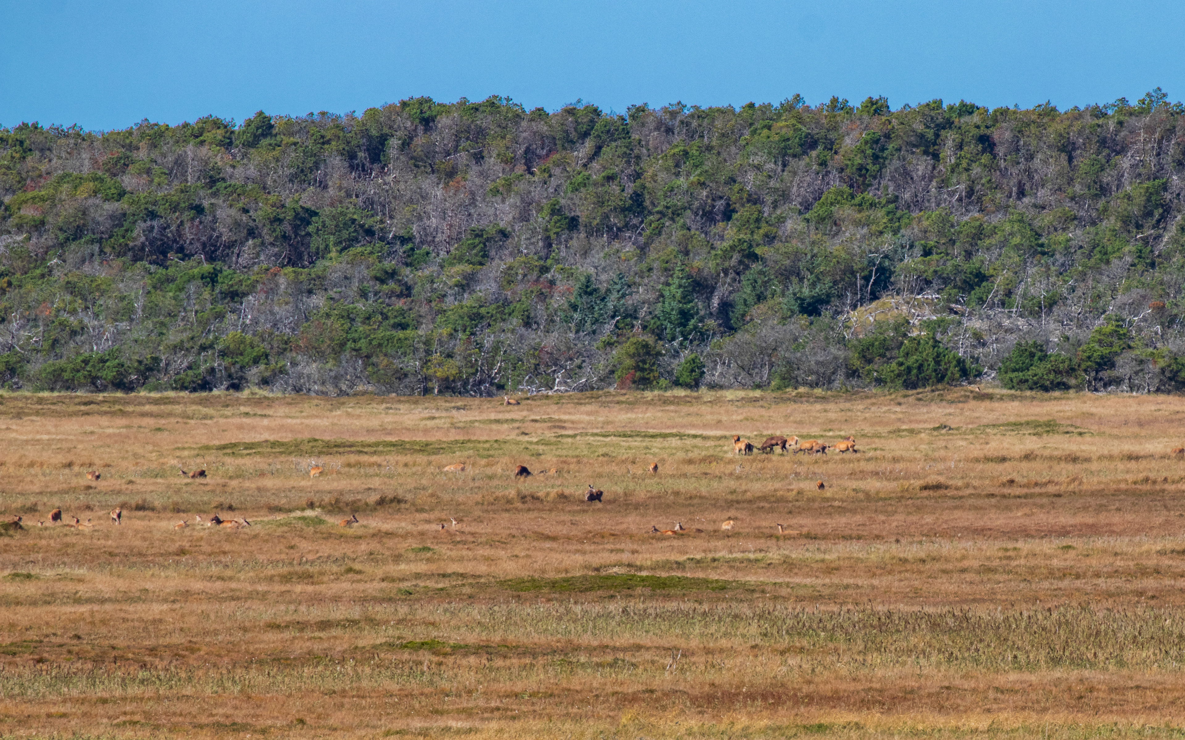 Krondyr i Hanstholm Vildtreservat