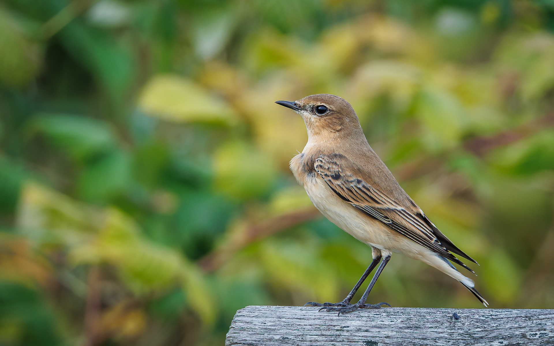 Stenpikker i Store Vildmose (ved Aage V. Jensen-tårnet)